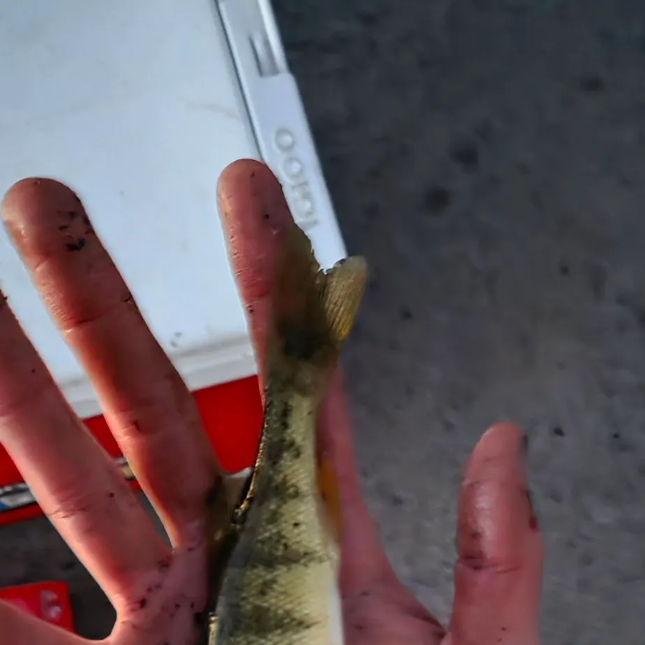 Yellow perch caught on Fishbrain