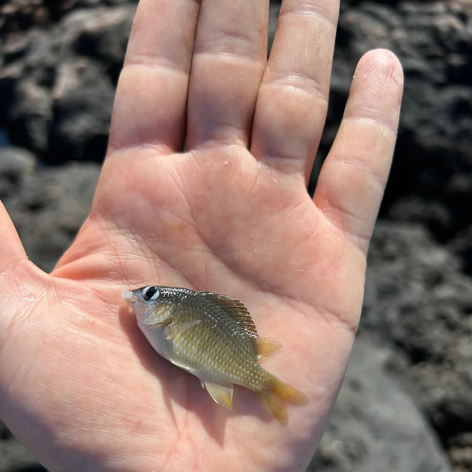 The most recent Brighteye damselfish catches on Fishbrain