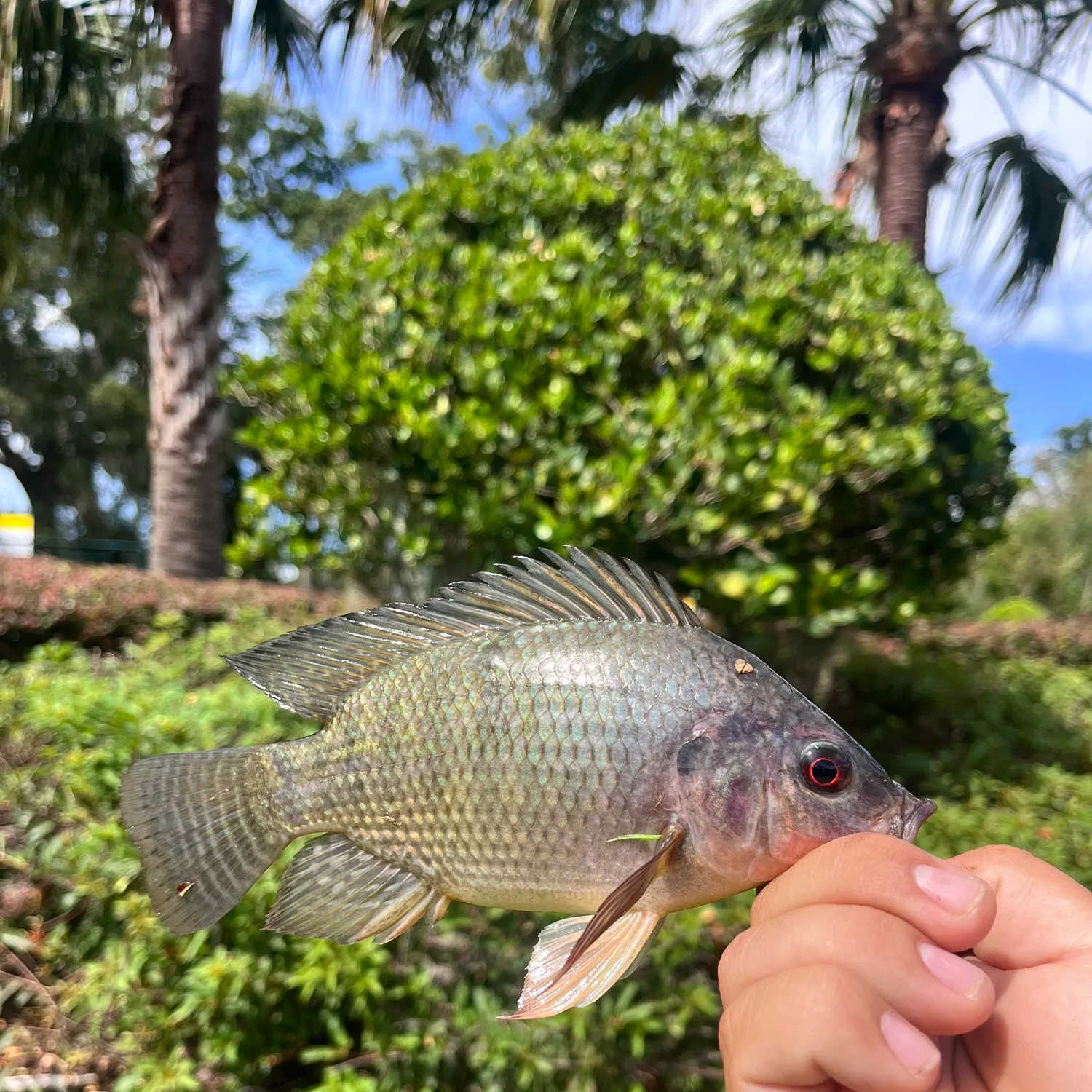 Nile tilapia caught on Fishbrain