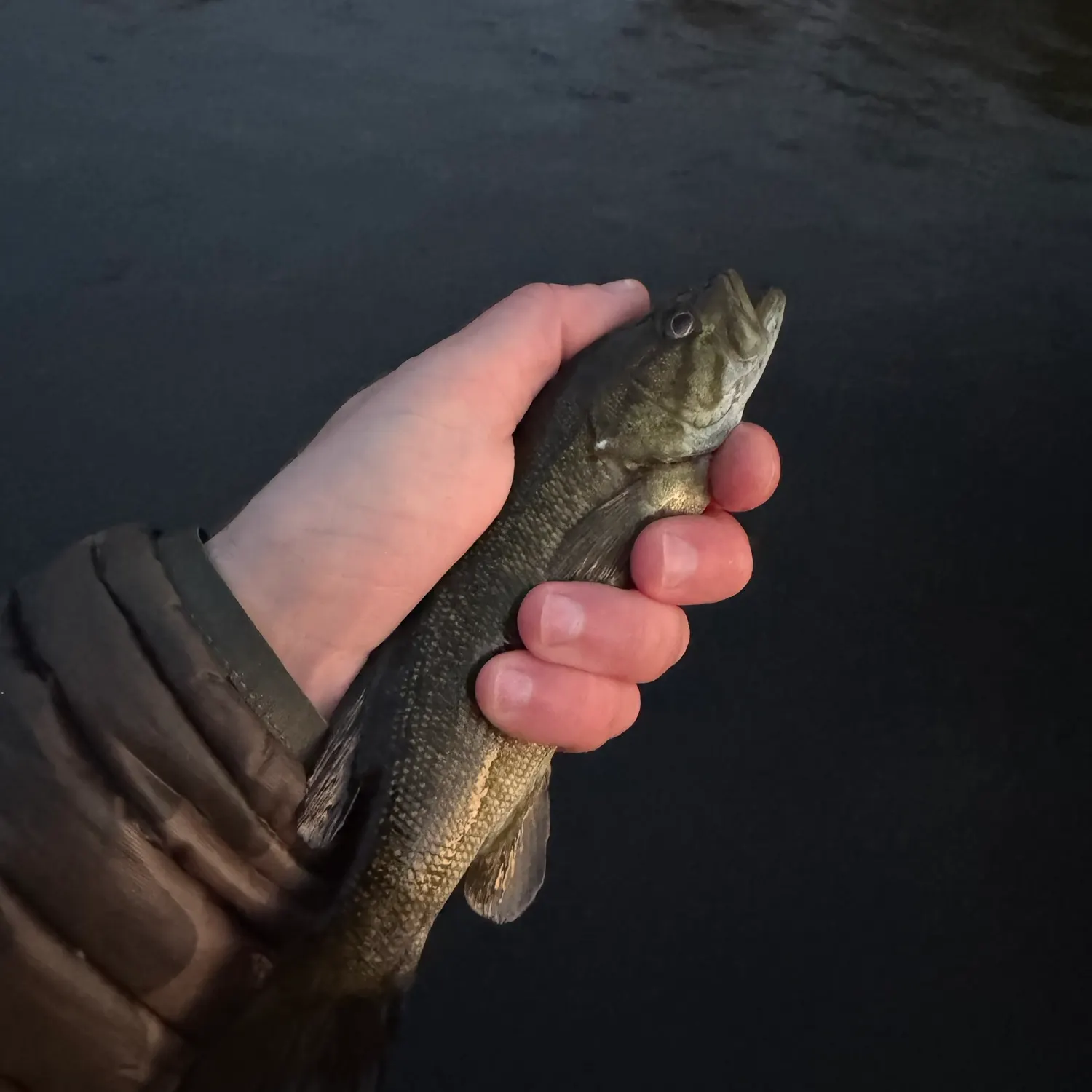 Smallmouth bass caught on Fishbrain