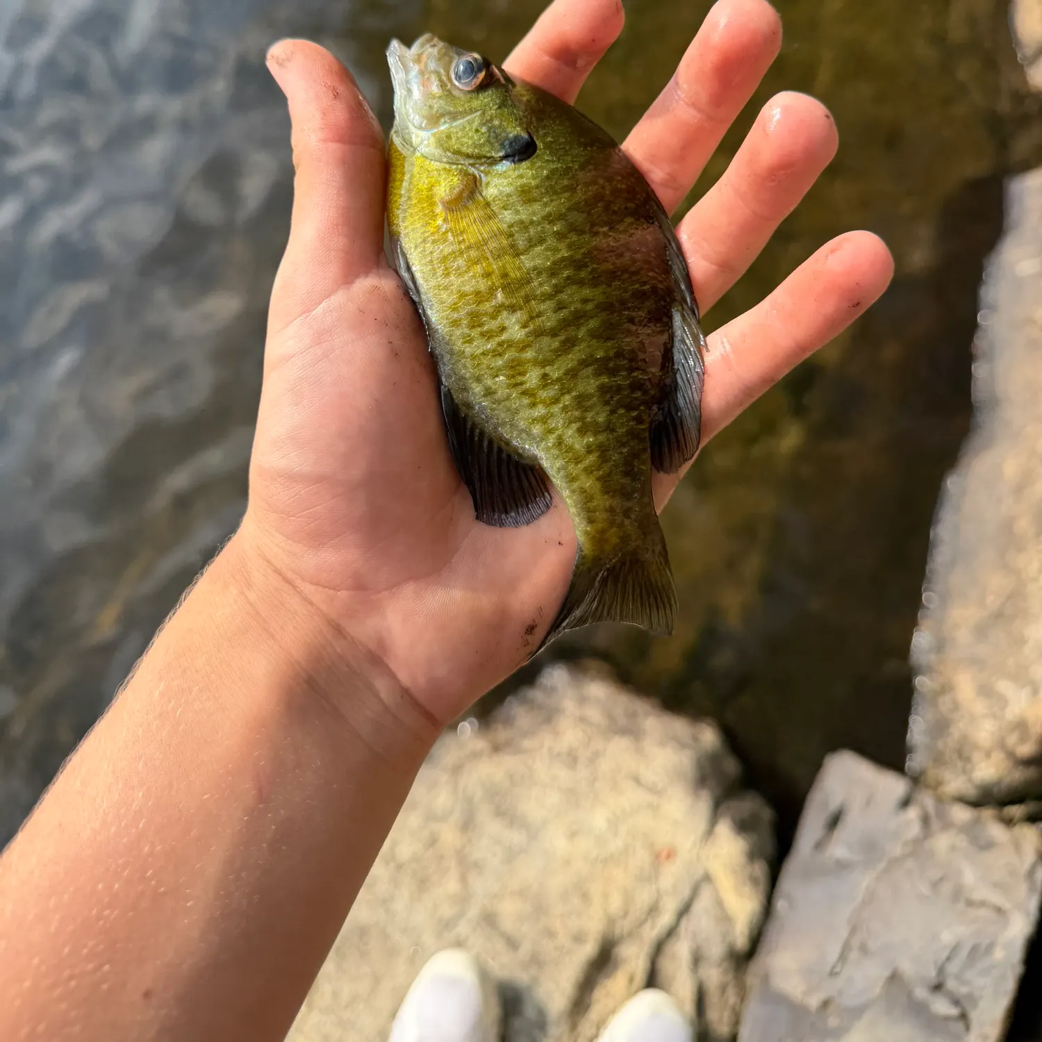 The most recent Bluegill catches on Fishbrain