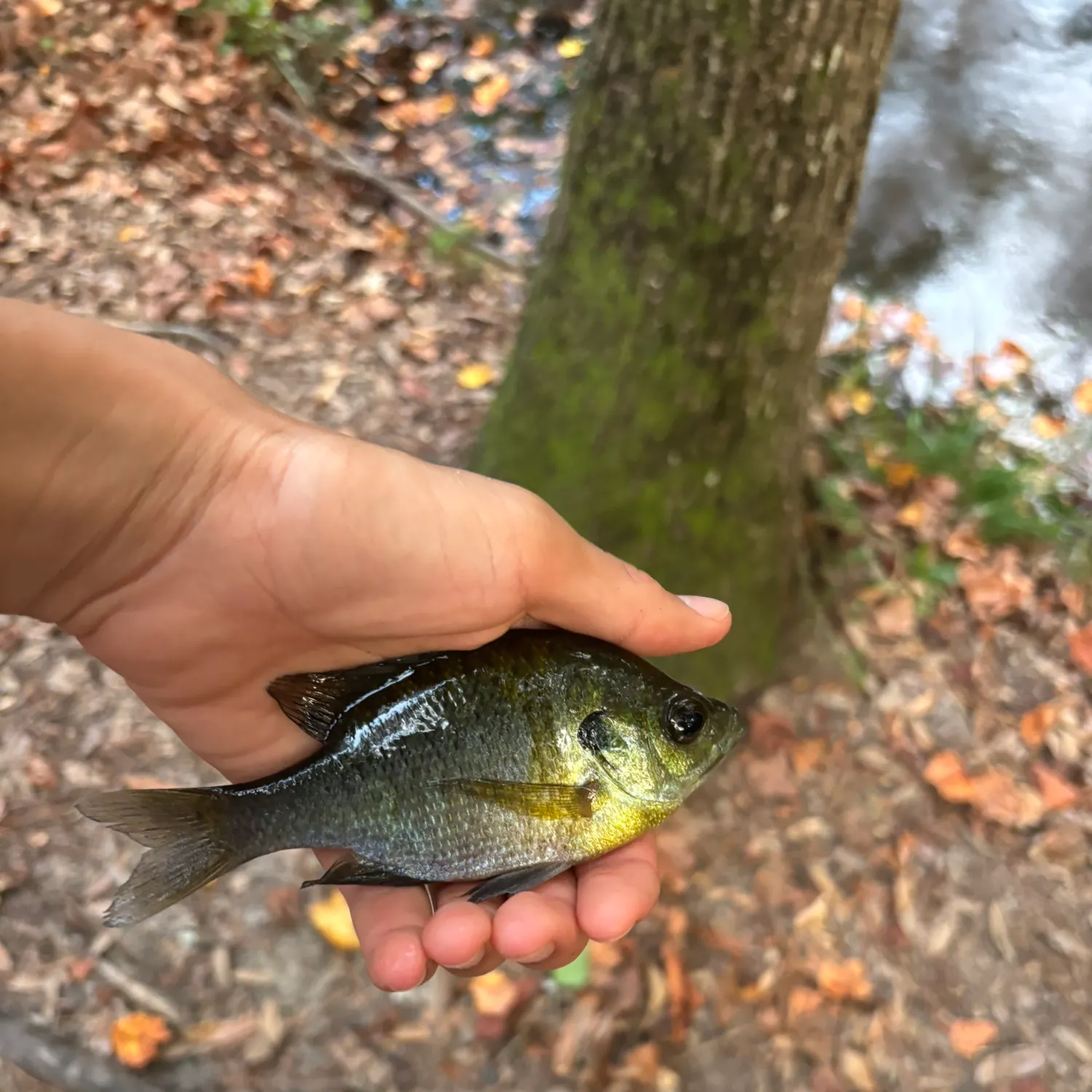 Bluegill caught on Fishbrain
