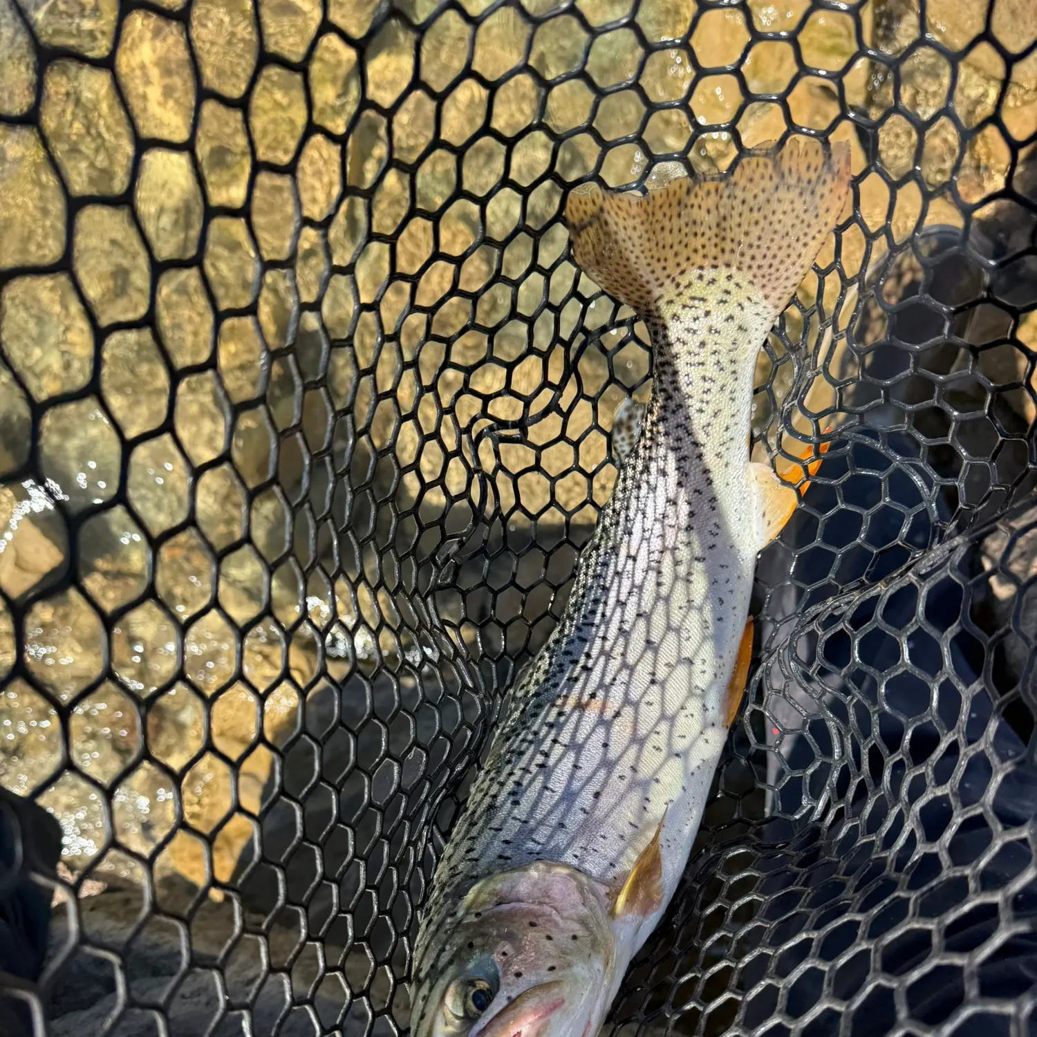 Cutthroat trout caught on Fishbrain