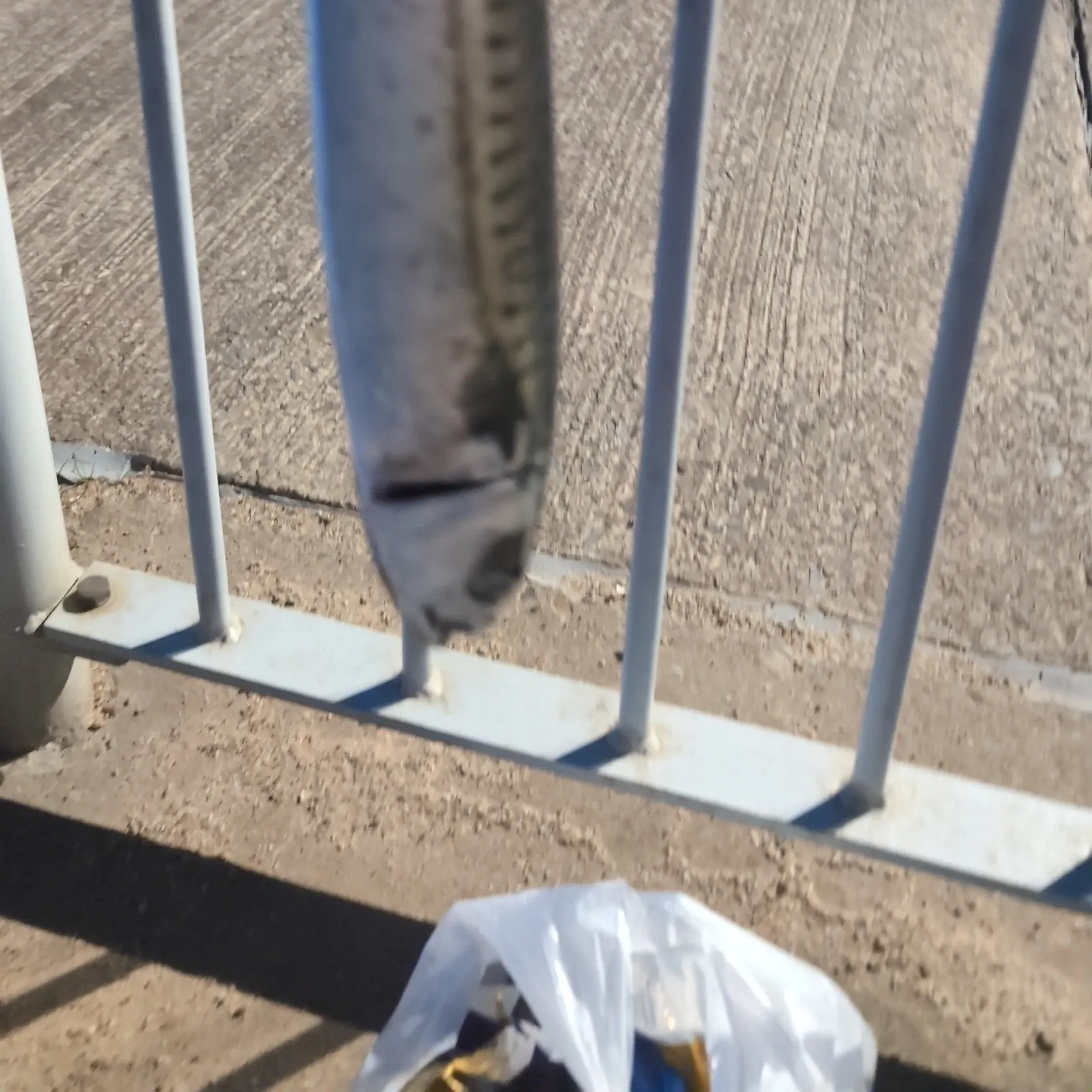 Atlantic mackerel caught on Fishbrain