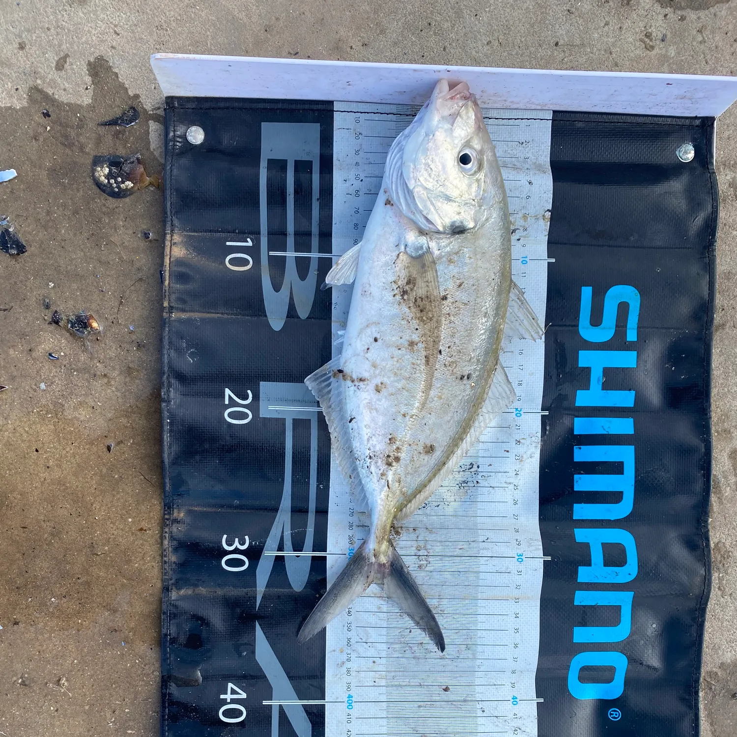 Silver trevally caught on Fishbrain