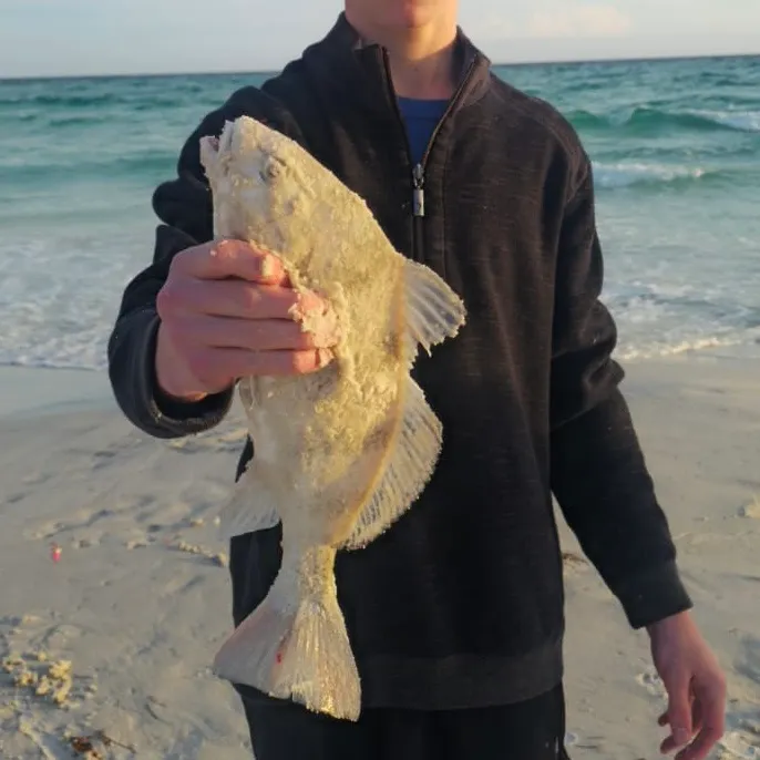 The most recent Black drum catches on Fishbrain