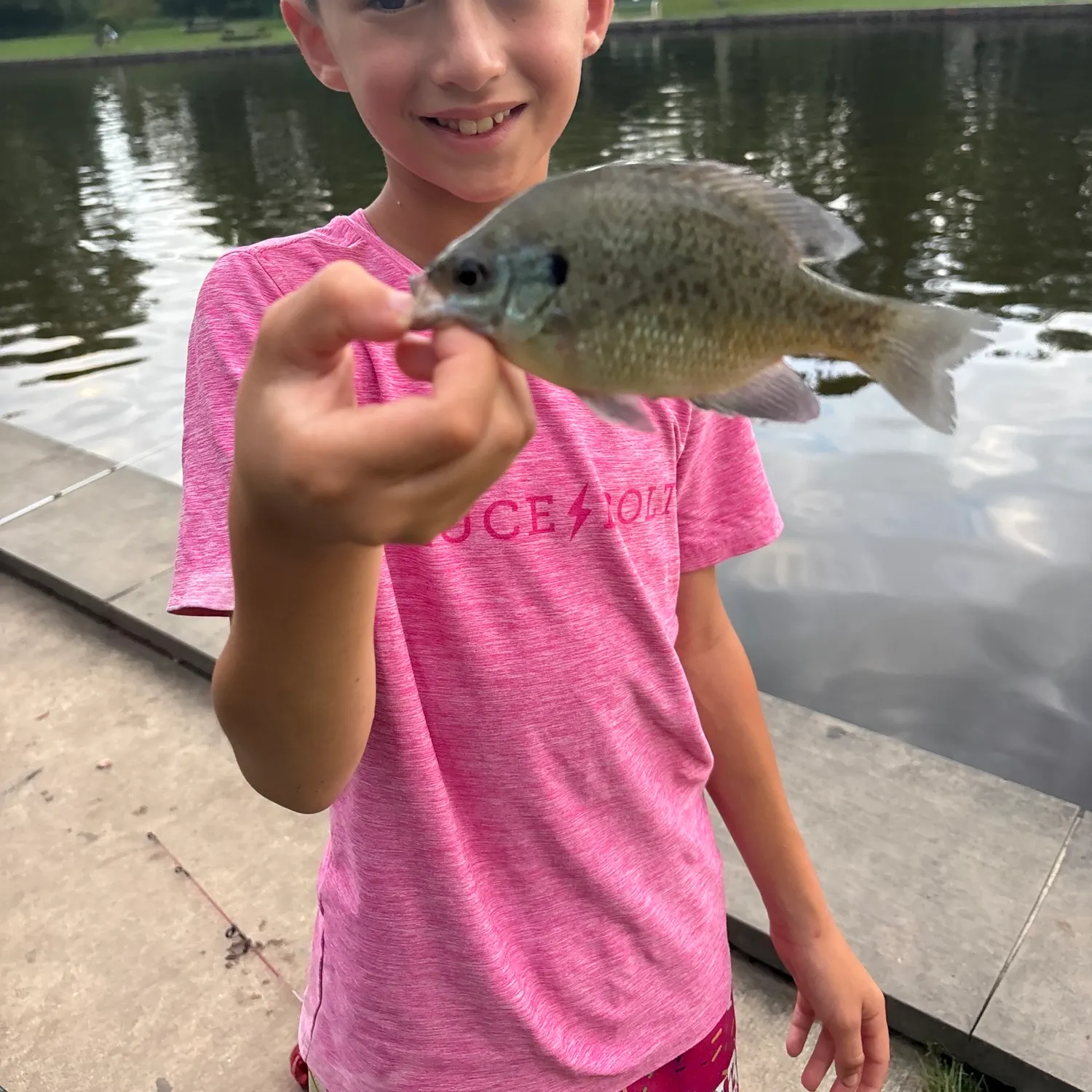 Bluegill caught on Fishbrain