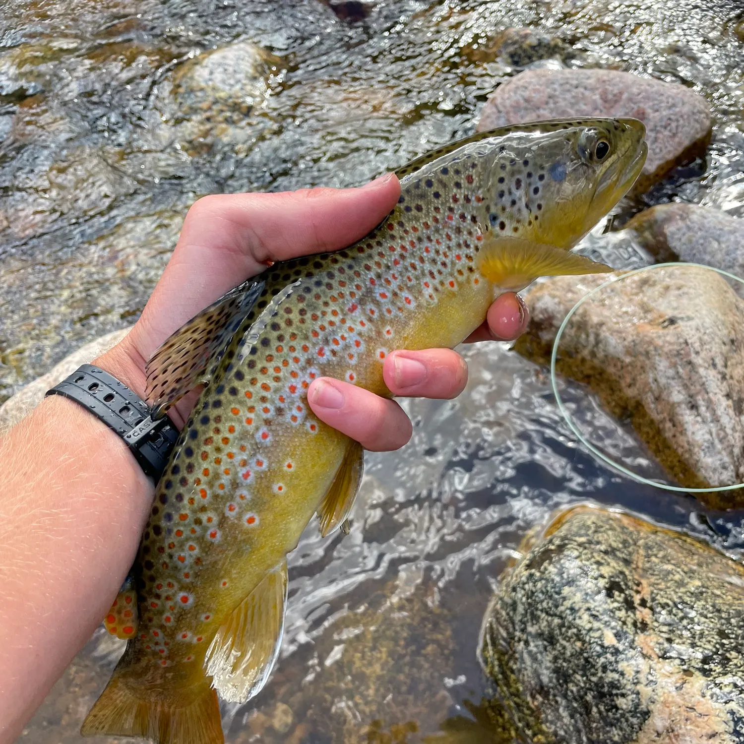 recently logged catches