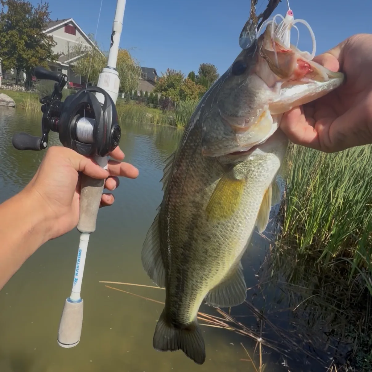 Largemouth bass caught on Fishbrain