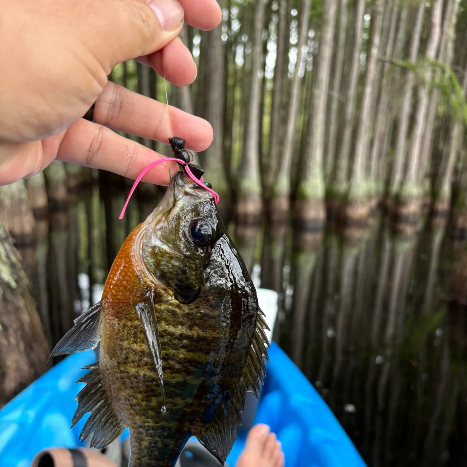 Bluegill caught on Fishbrain