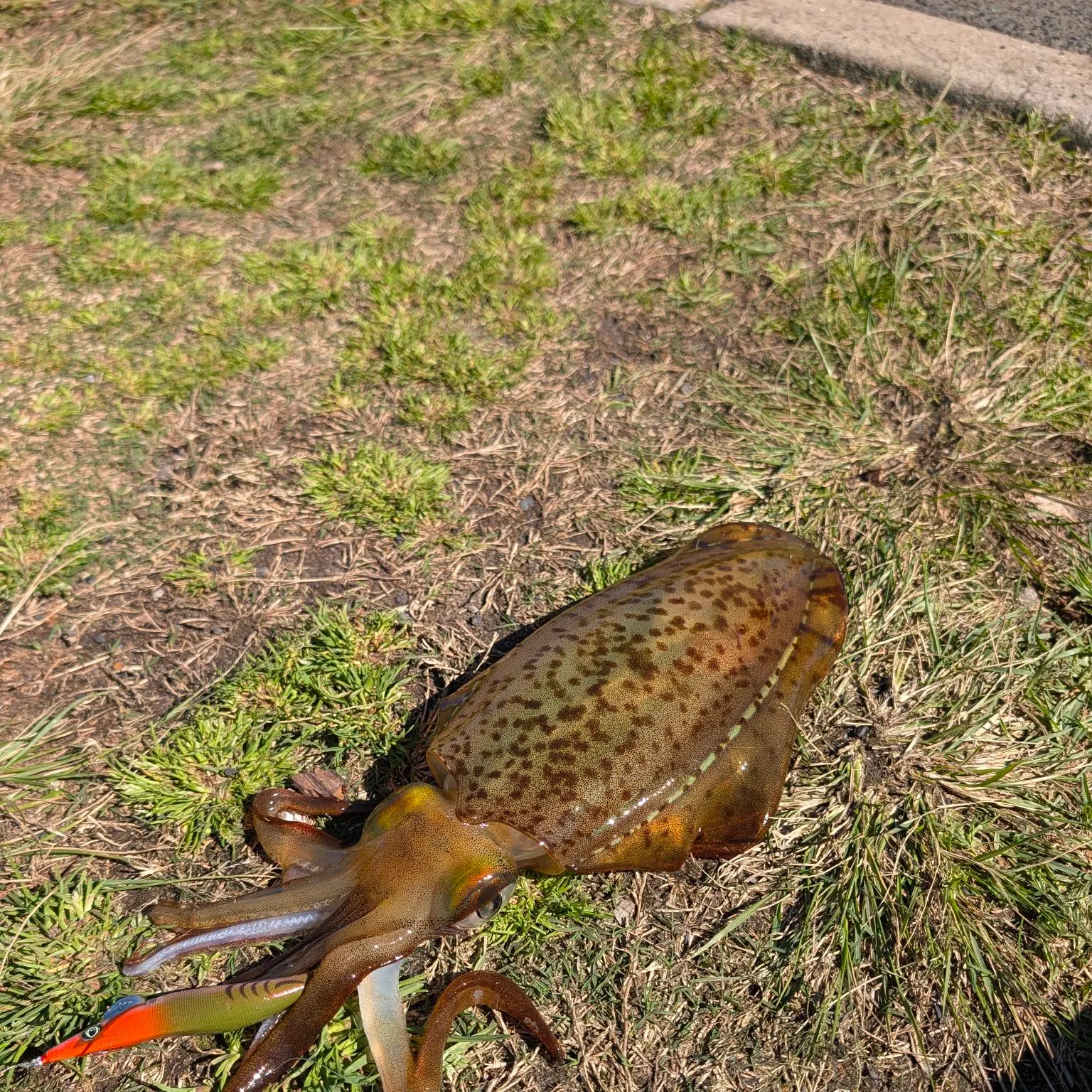 Southern calamari caught on Fishbrain