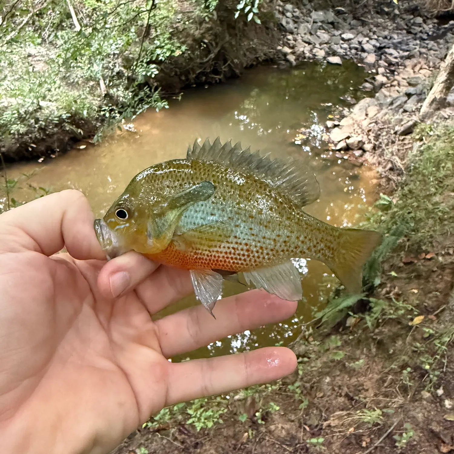 Redbreast sunfish caught on Fishbrain