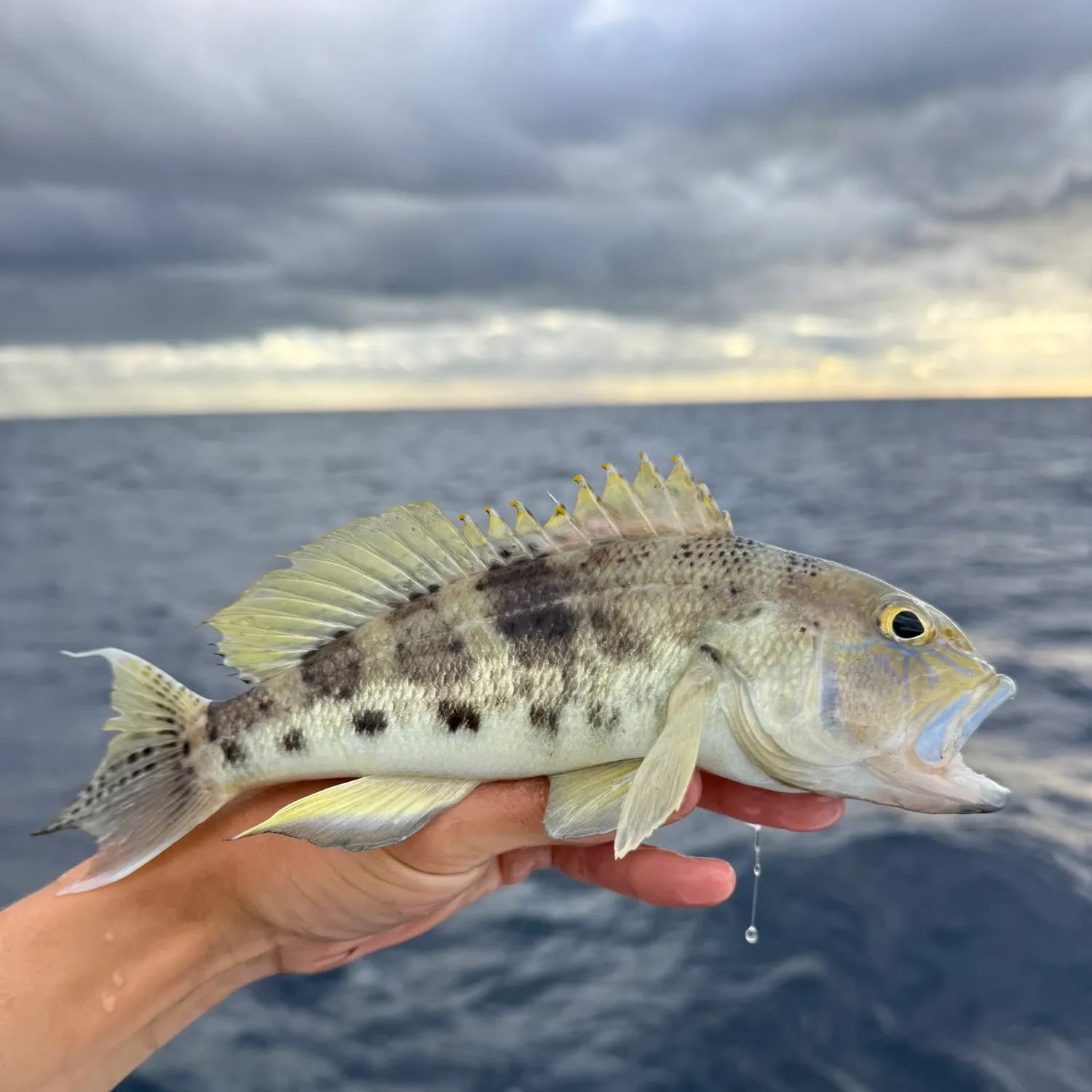 The most recent Bank sea bass catches on Fishbrain