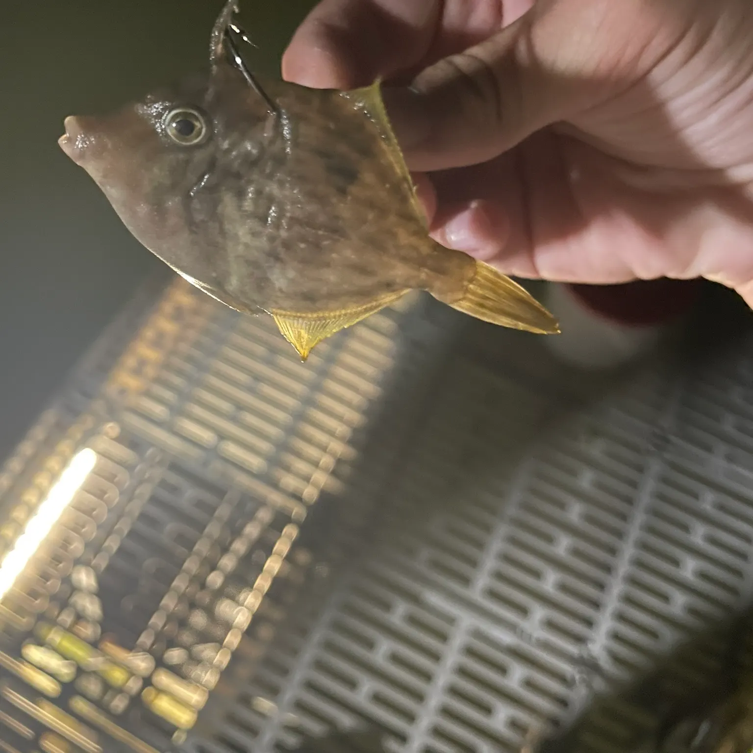 The most recent Planehead filefish catches on Fishbrain