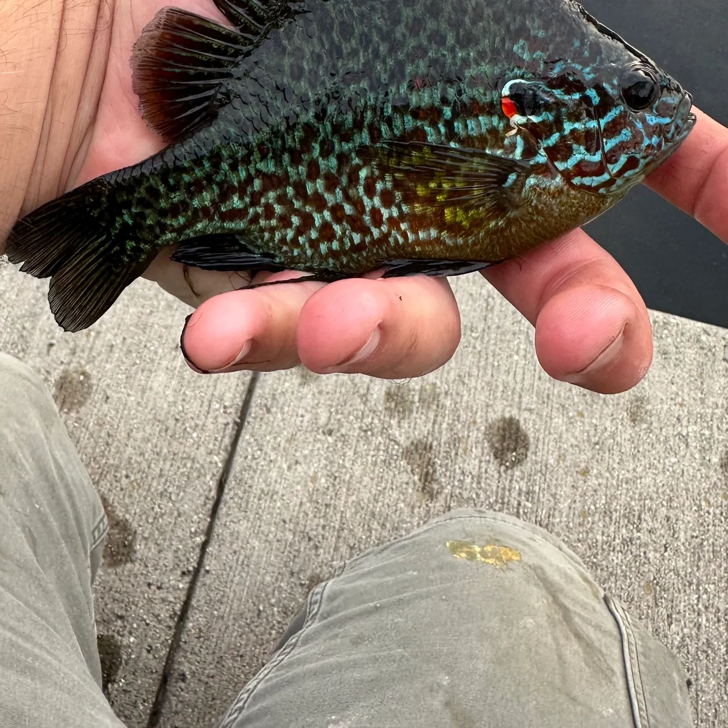 catch