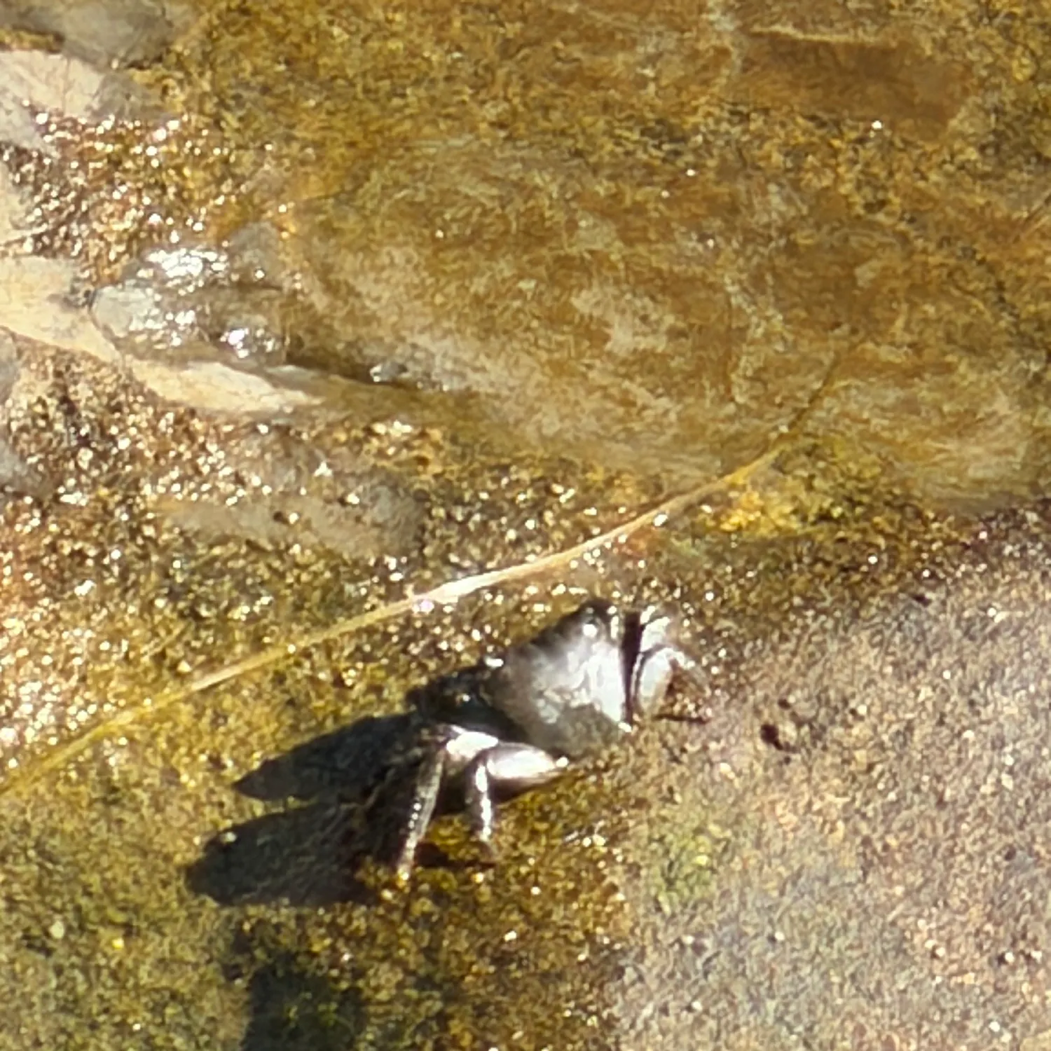 The most recent Green crab catches on Fishbrain