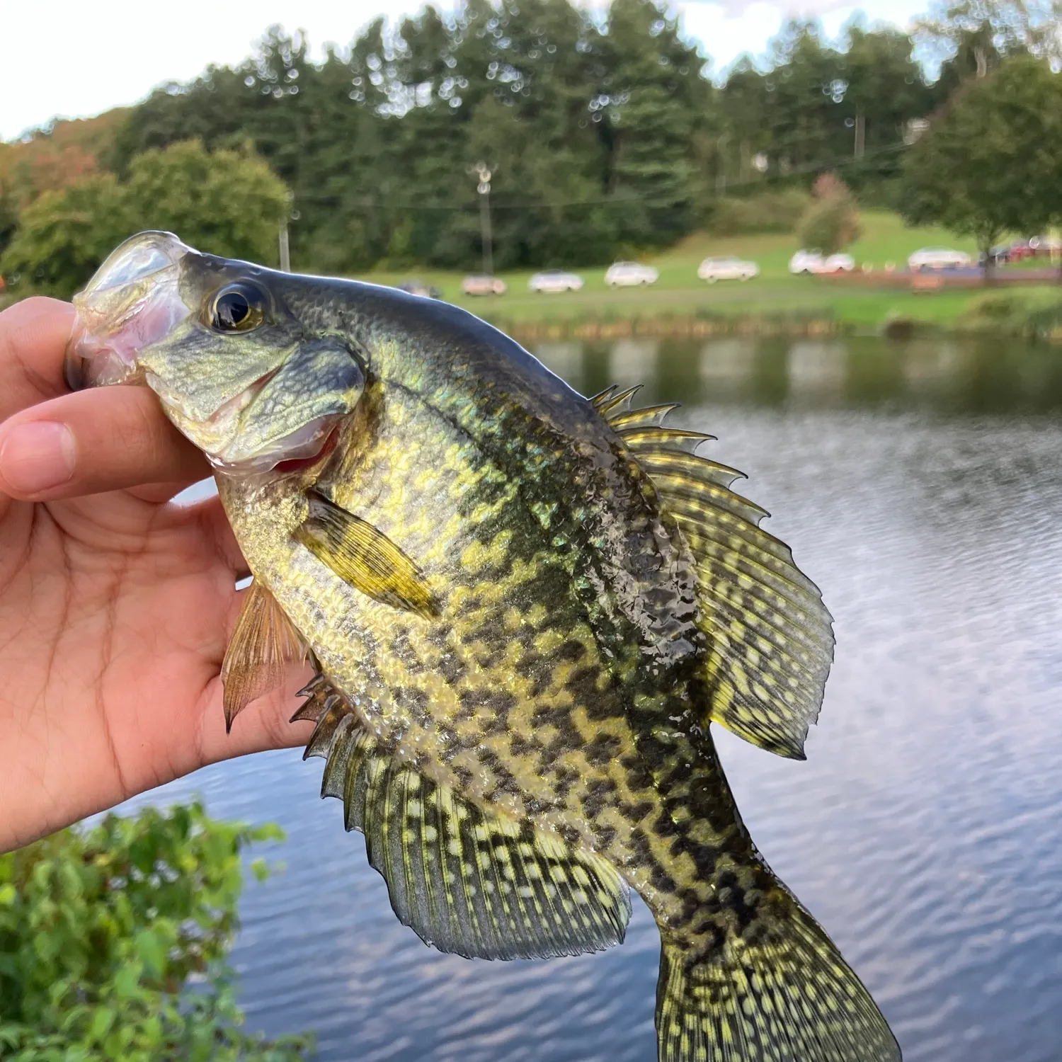 Black crappie caught on Fishbrain