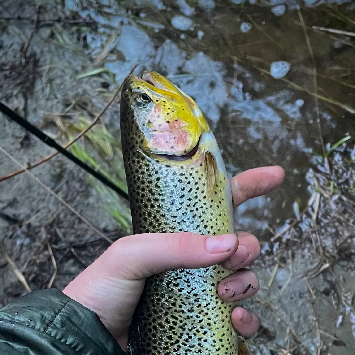 The most recent Coastal cutthroat trout catches on Fishbrain
