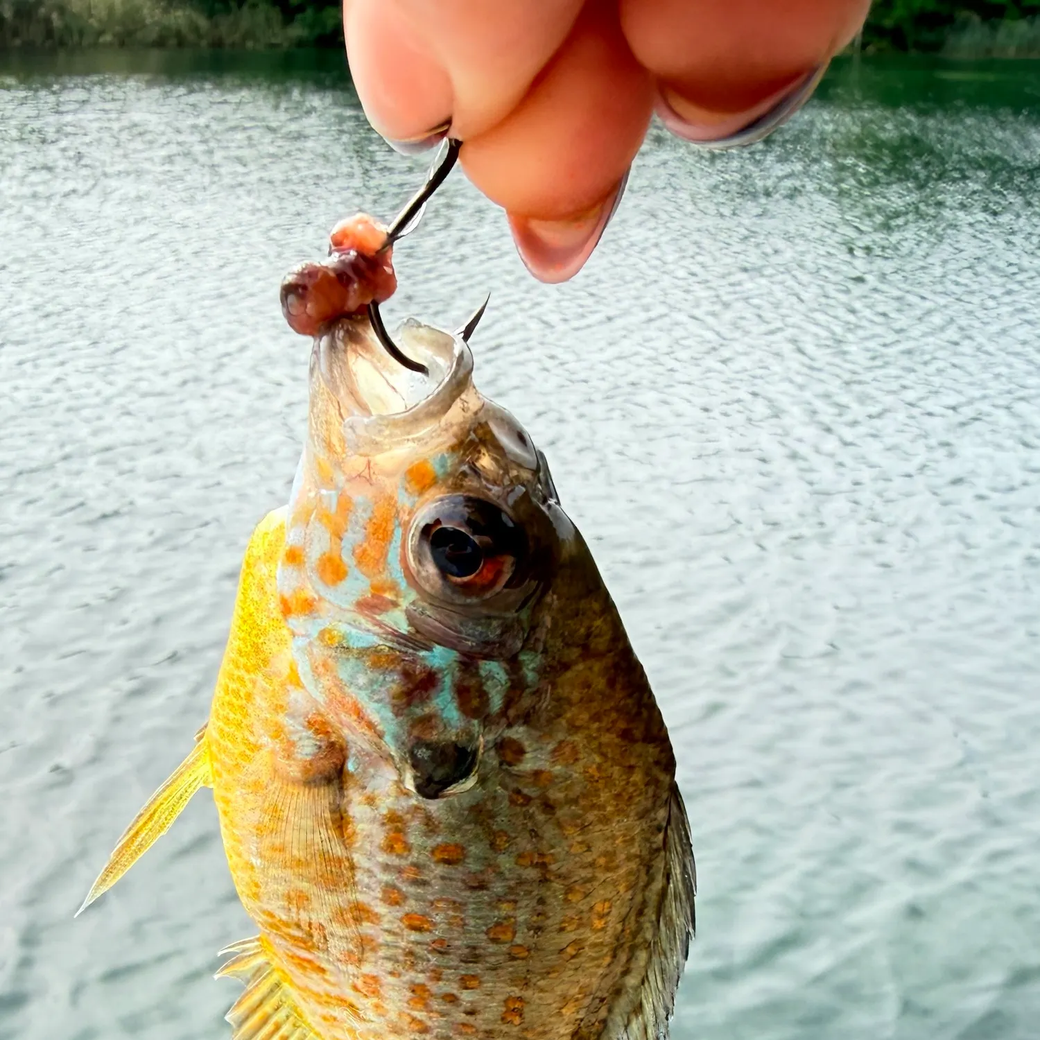 Pumpkinseed caught on Fishbrain