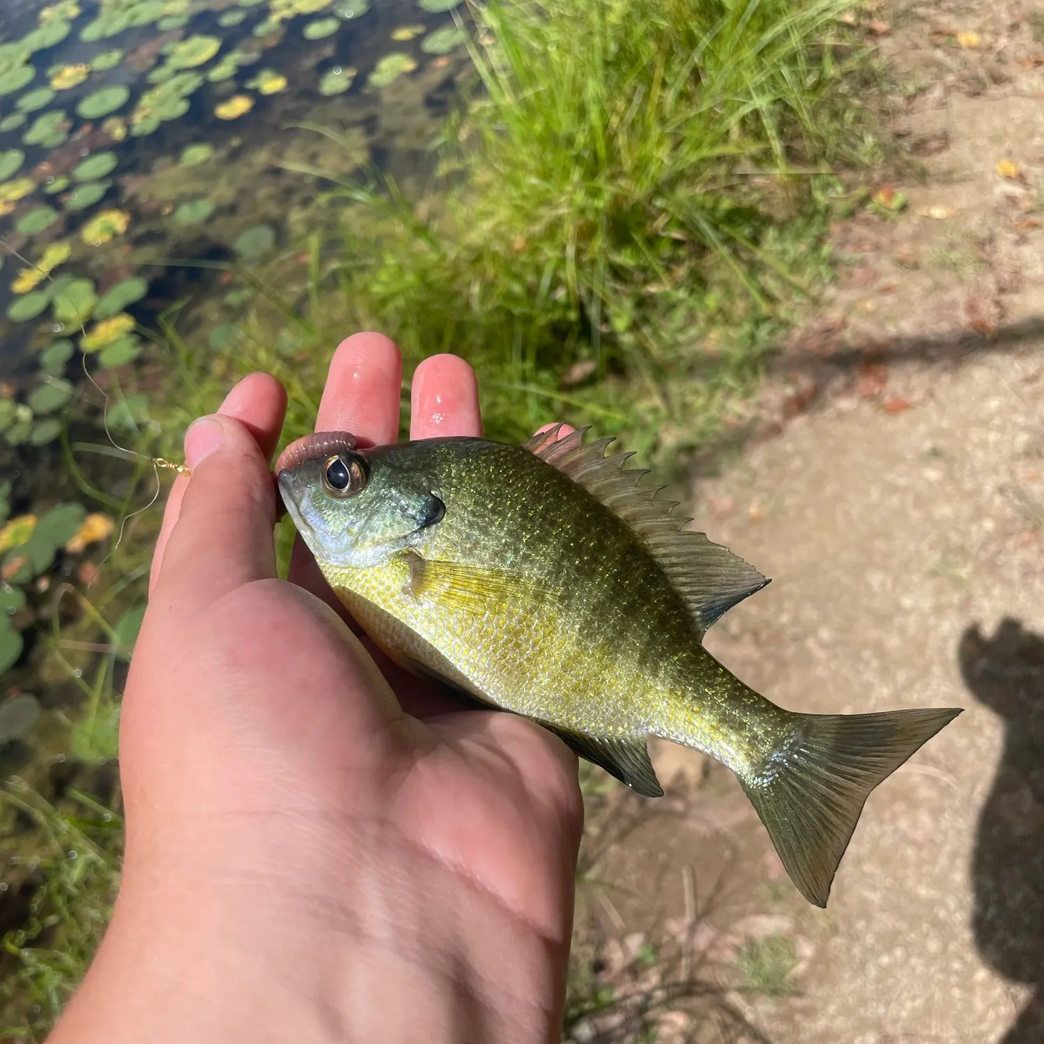 Bluegill caught on Fishbrain