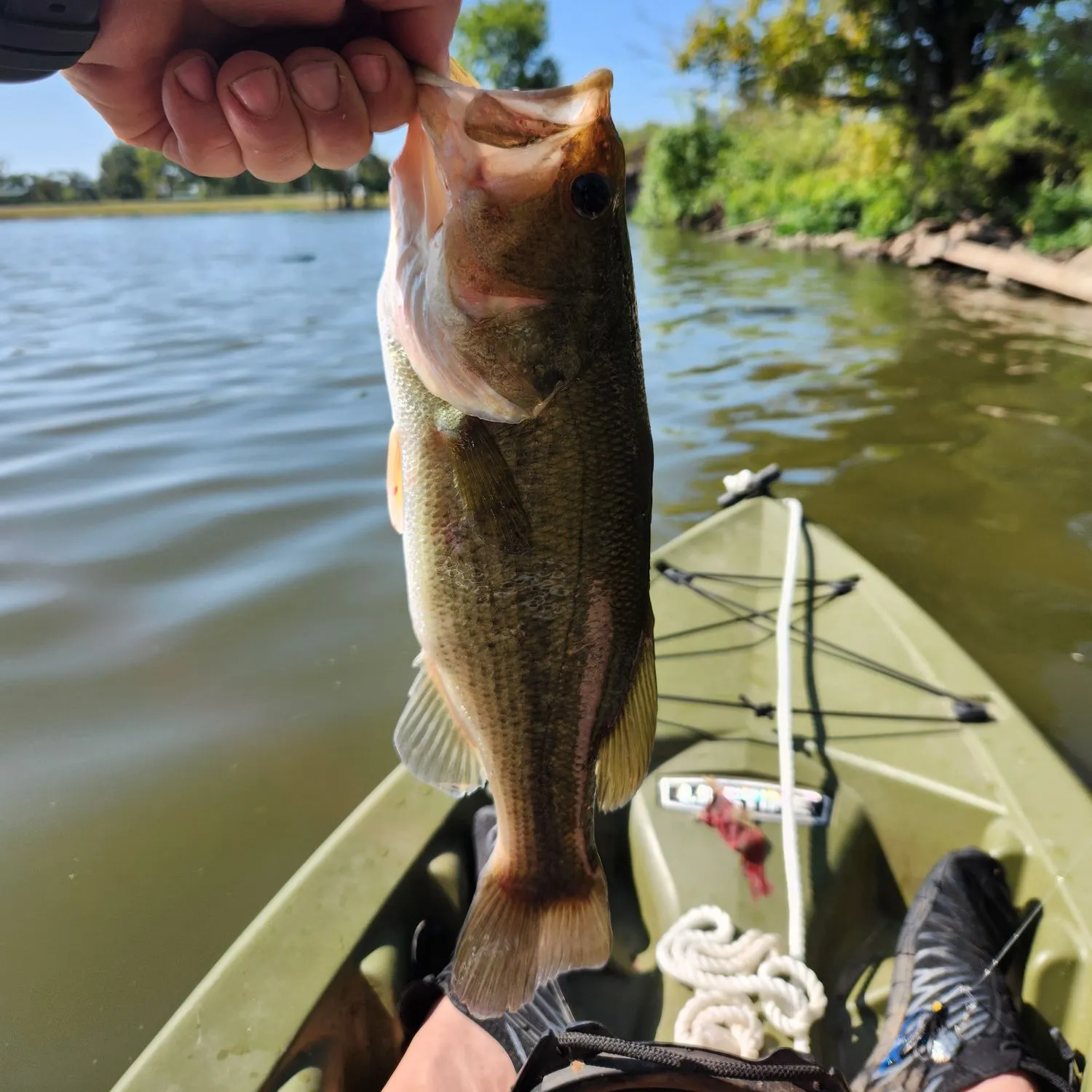 Largemouth bass caught on Fishbrain