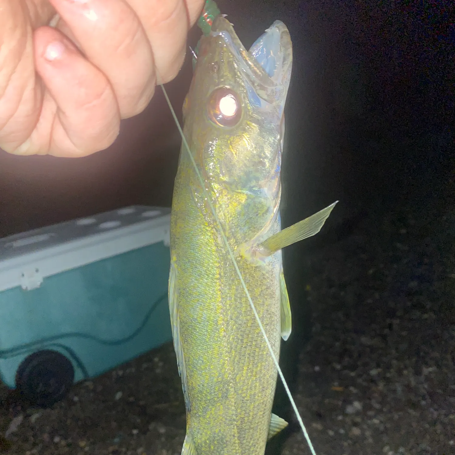 Walleye caught on Fishbrain