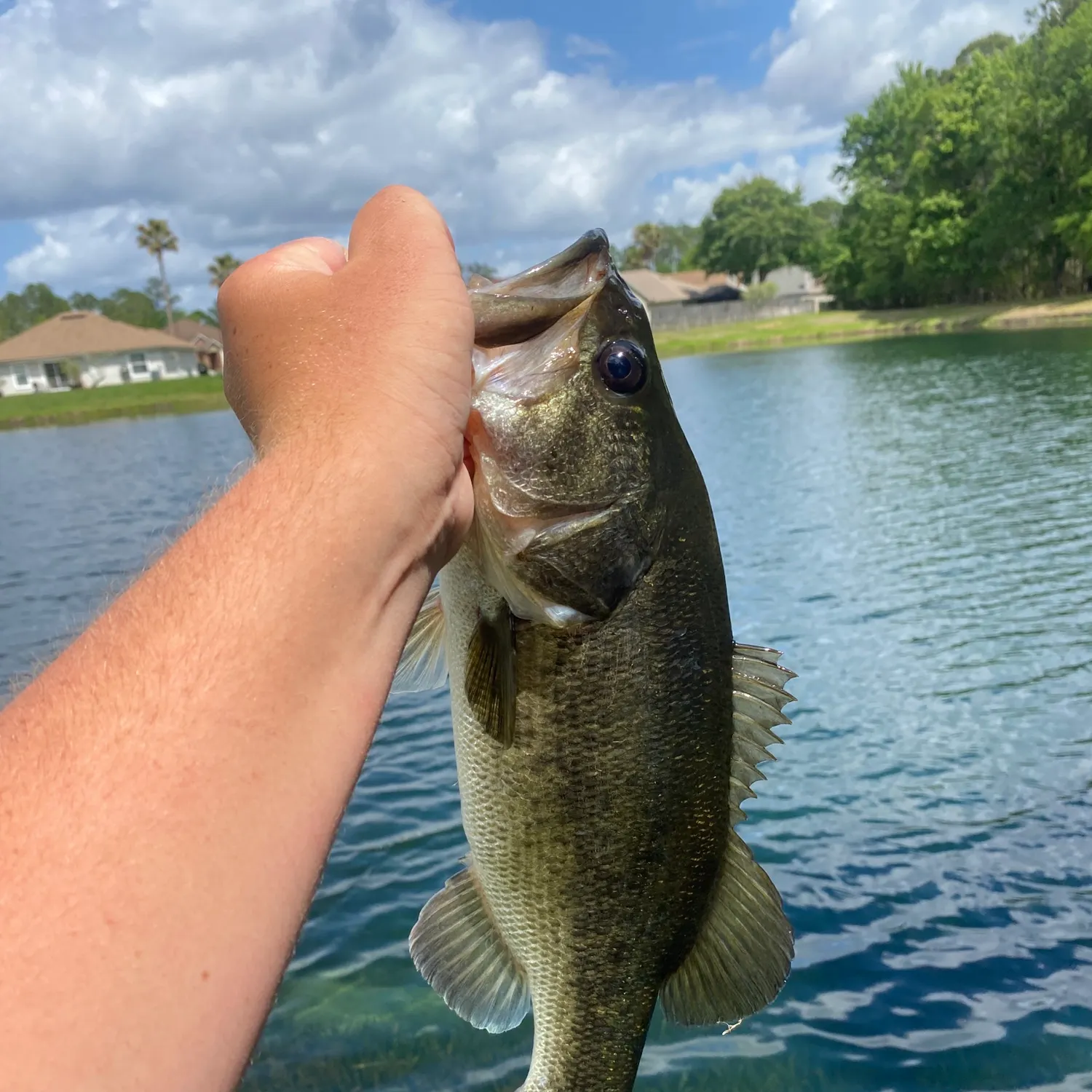 The most recent Florida bass catches on Fishbrain