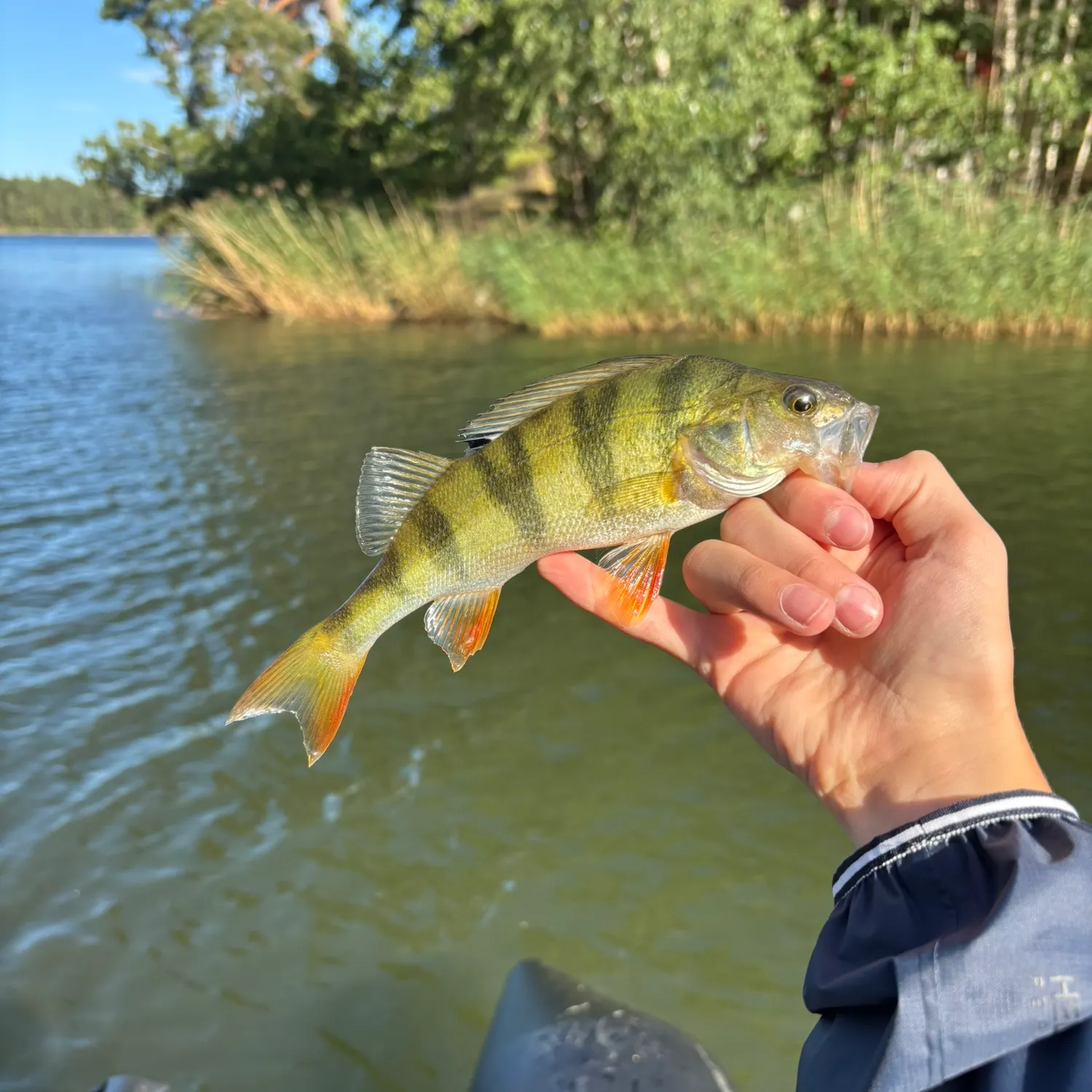 European perch caught on Fishbrain