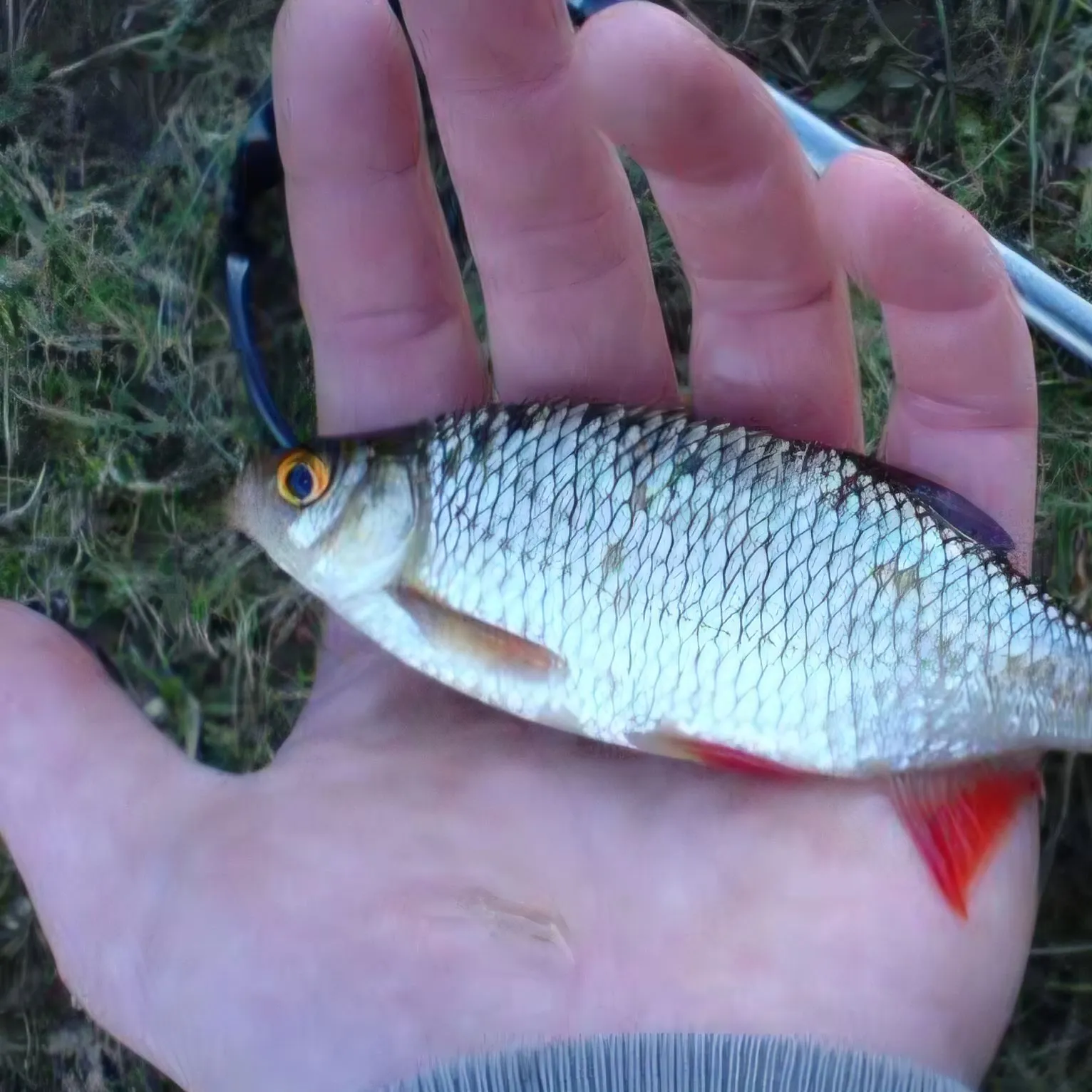 The most recent Cactus roach catches on Fishbrain