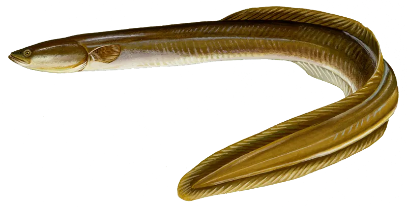 American eel