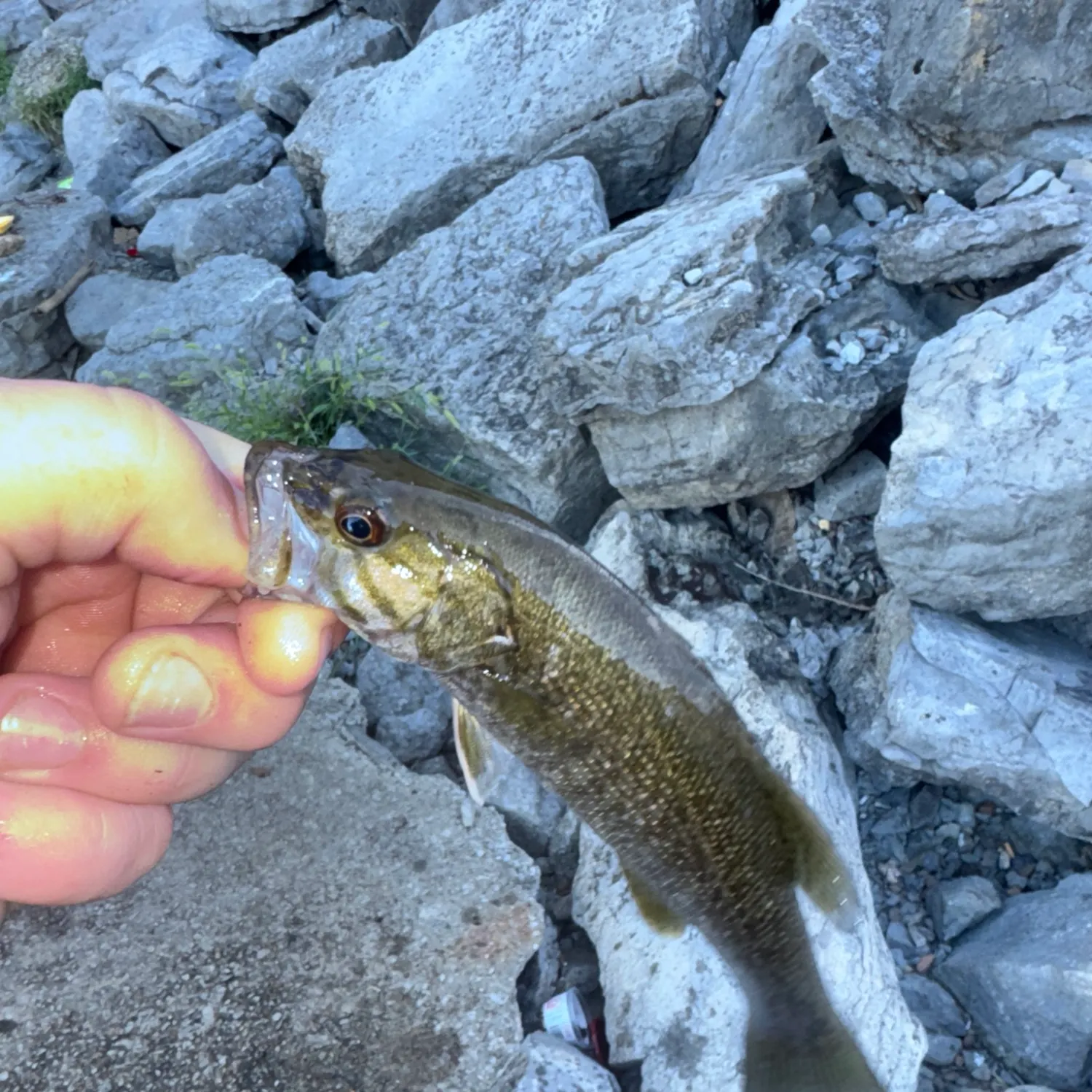 Smallmouth bass caught on Fishbrain