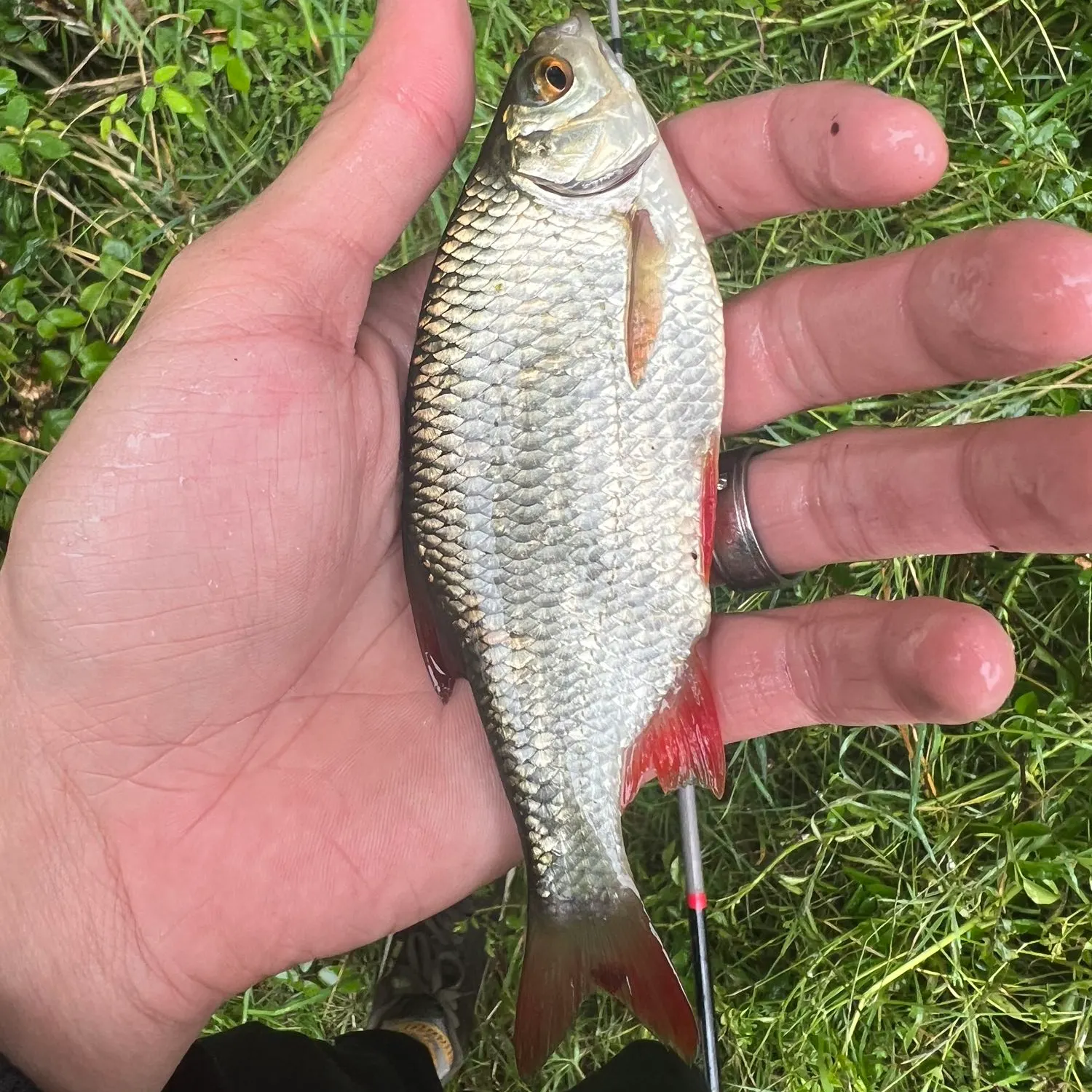 angler catch