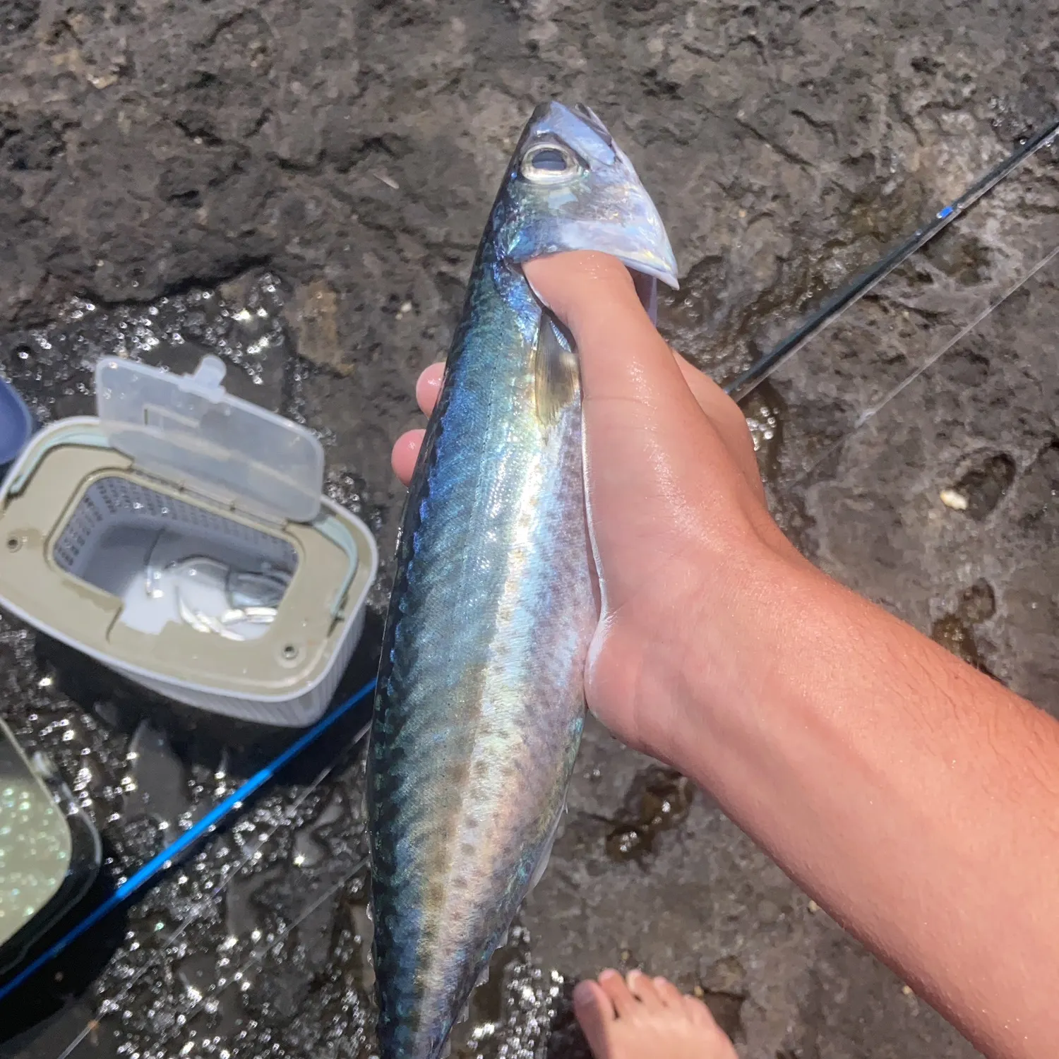 The most recent Island mackerel catches on Fishbrain