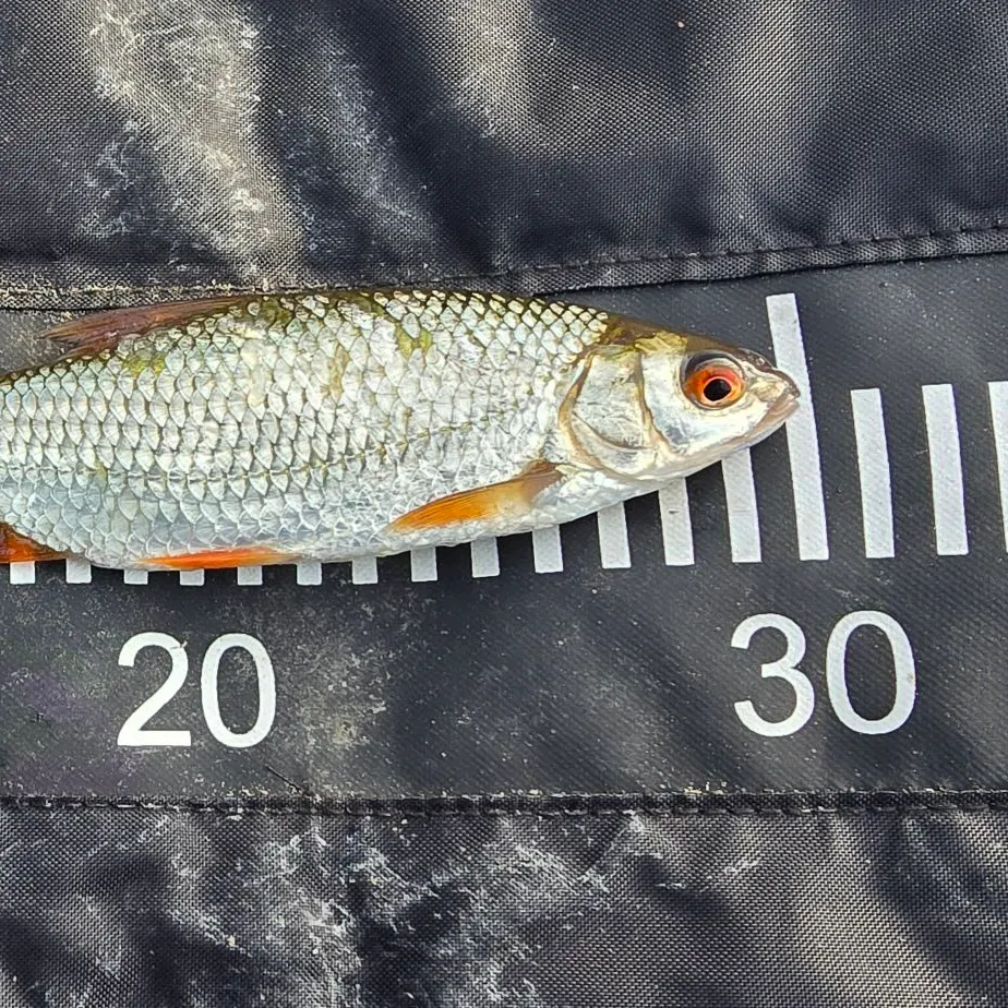 The most recent Common roach catches on Fishbrain