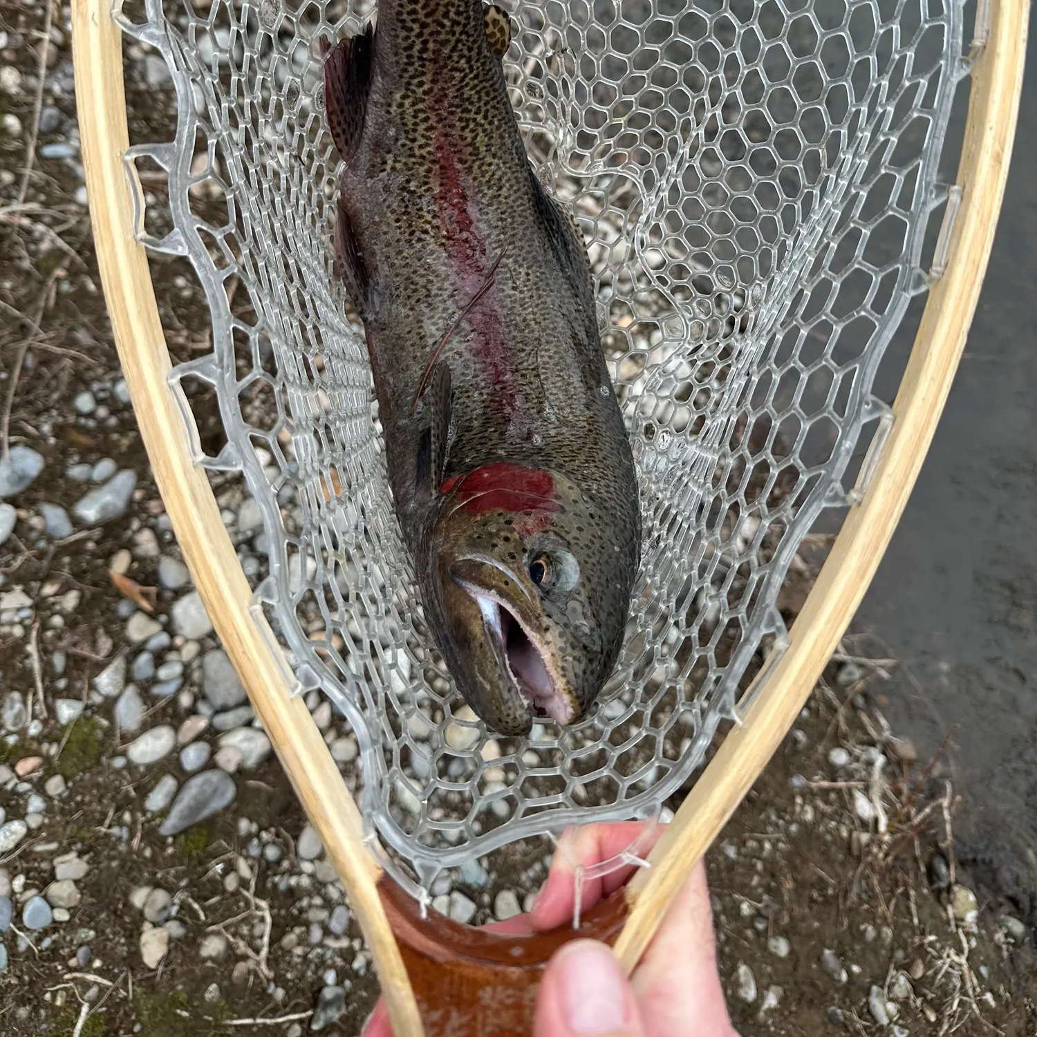 The most recent Rainbow trout catches on Fishbrain