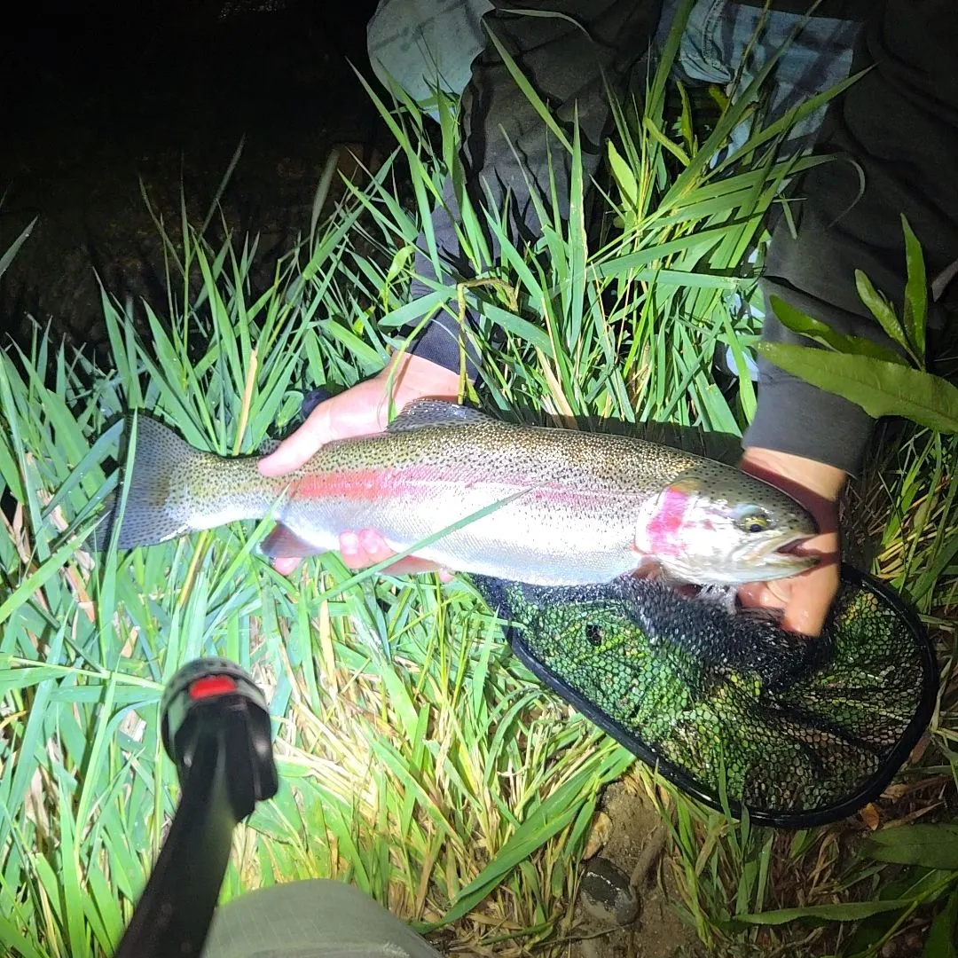 Rainbow trout caught on Fishbrain