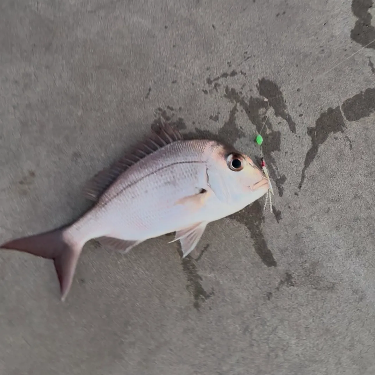 Australasian snapper caught on Fishbrain