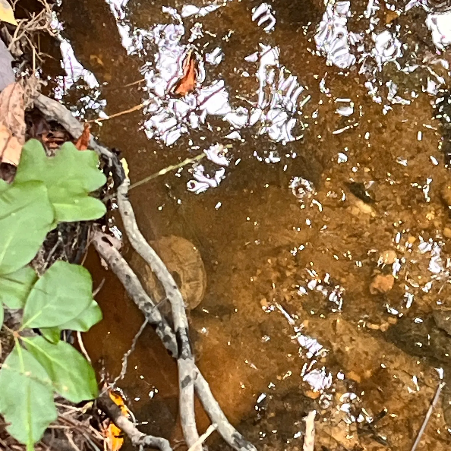 The most recent Common snapping turtle catches on Fishbrain