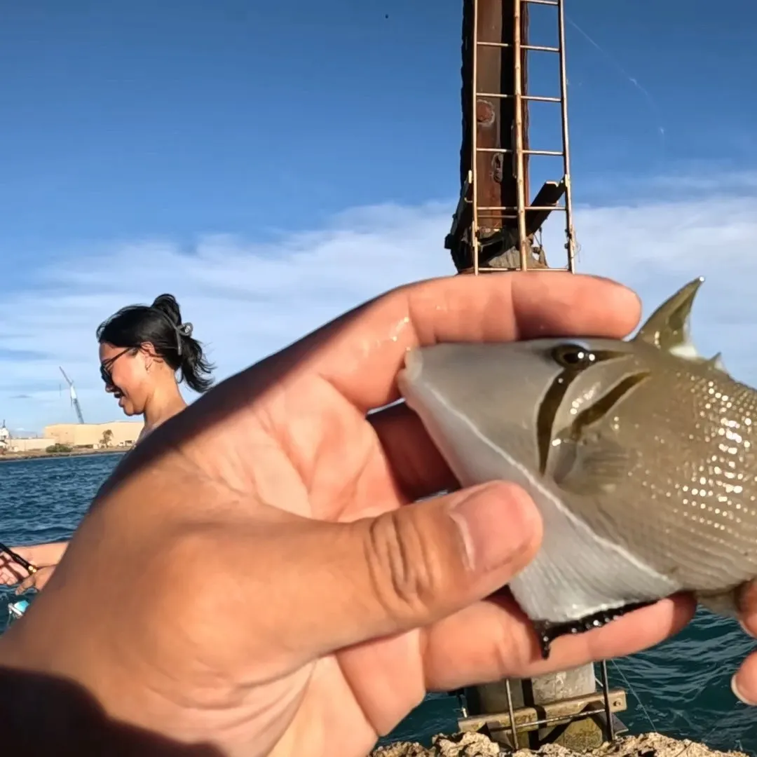 The most recent Picasso triggerfish catches on Fishbrain