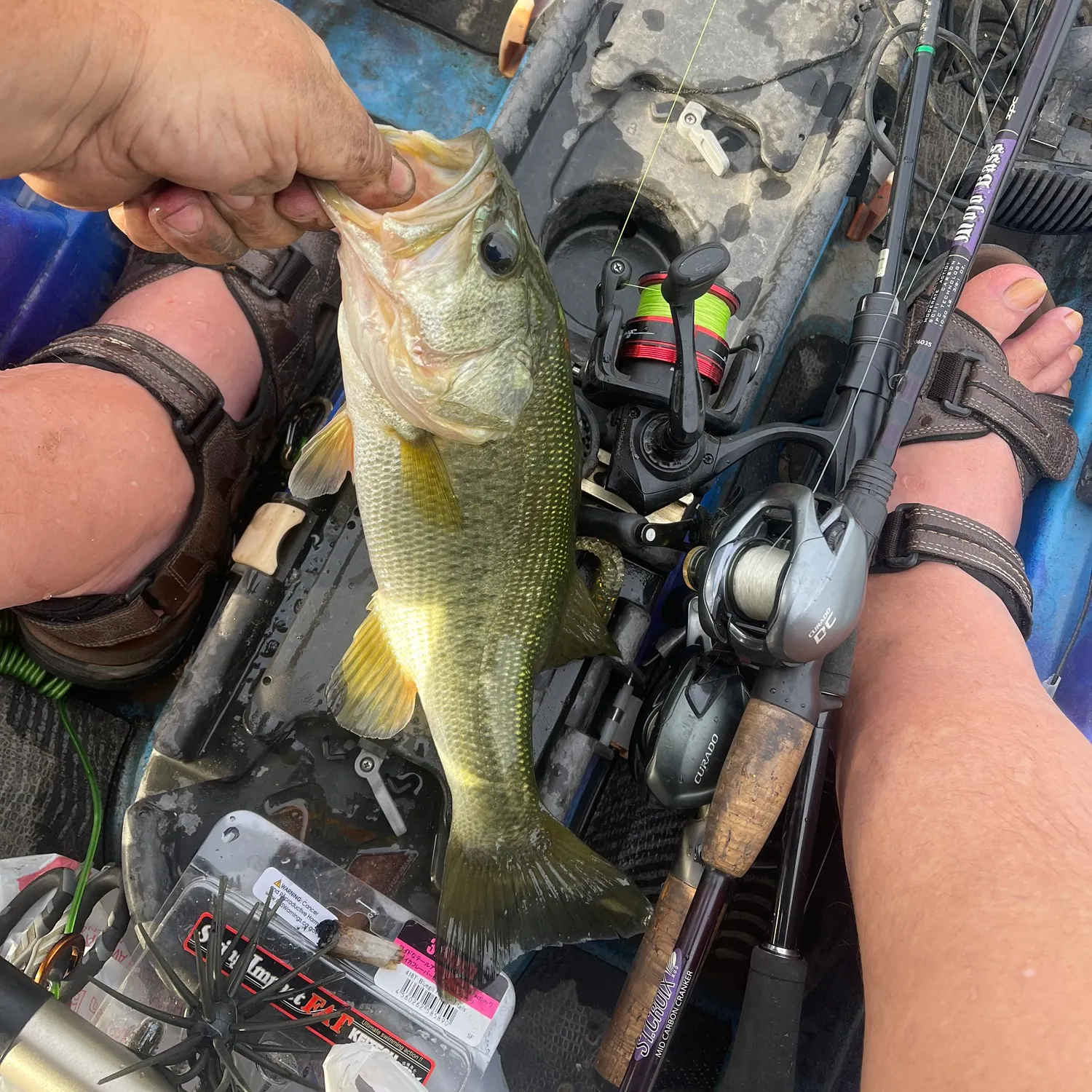 Largemouth bass caught on Fishbrain