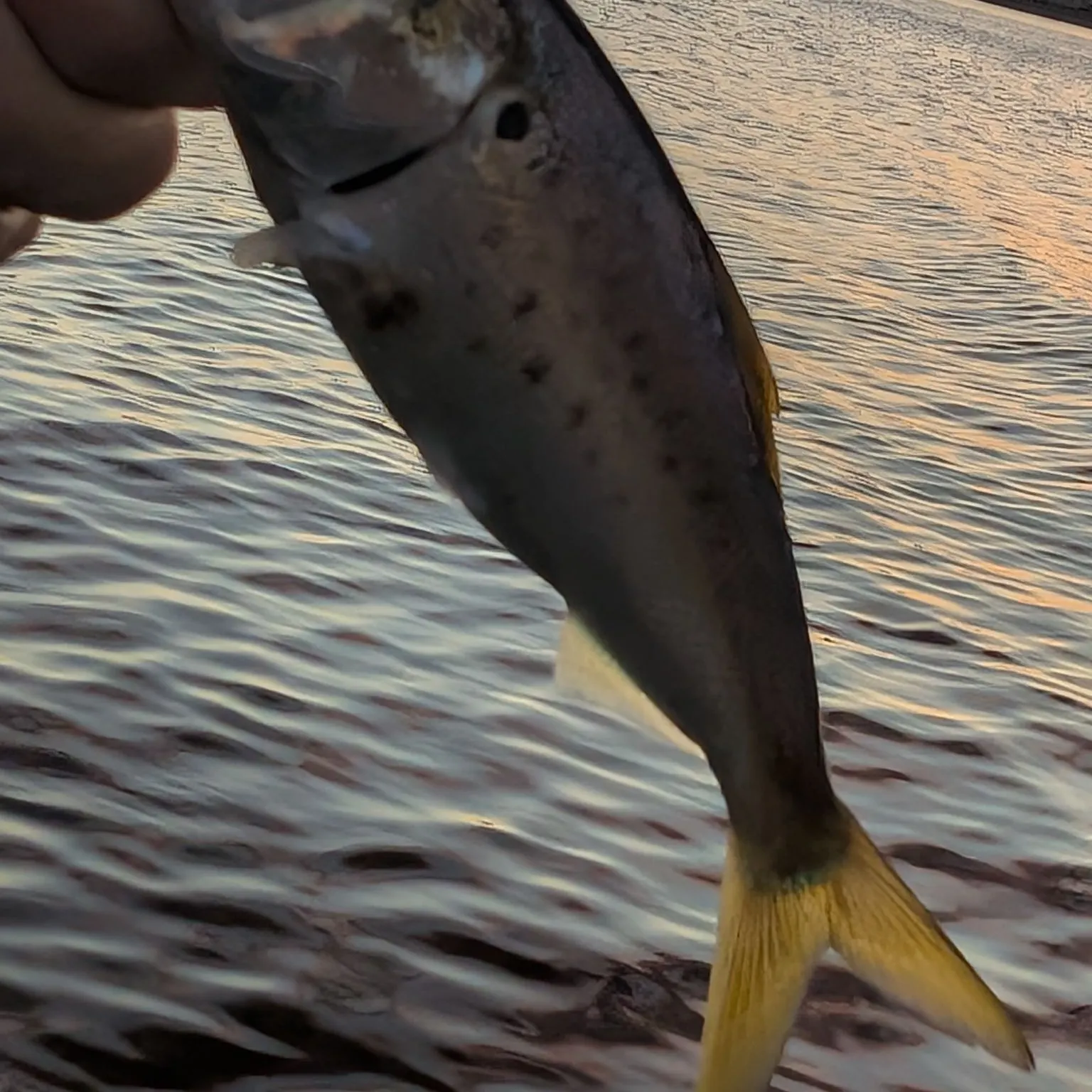 The most recent Atlantic menhaden catches on Fishbrain