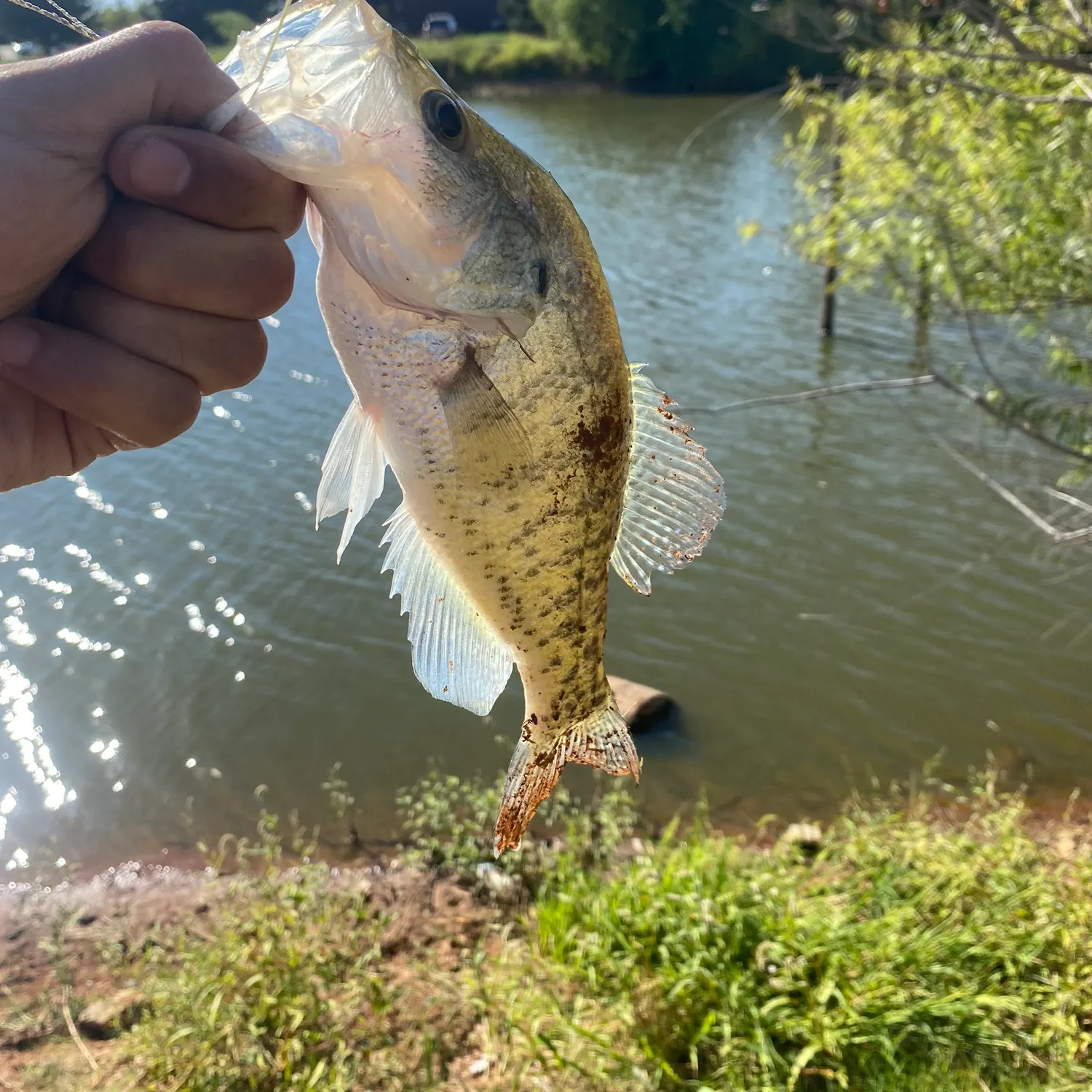 White crappie caught on Fishbrain