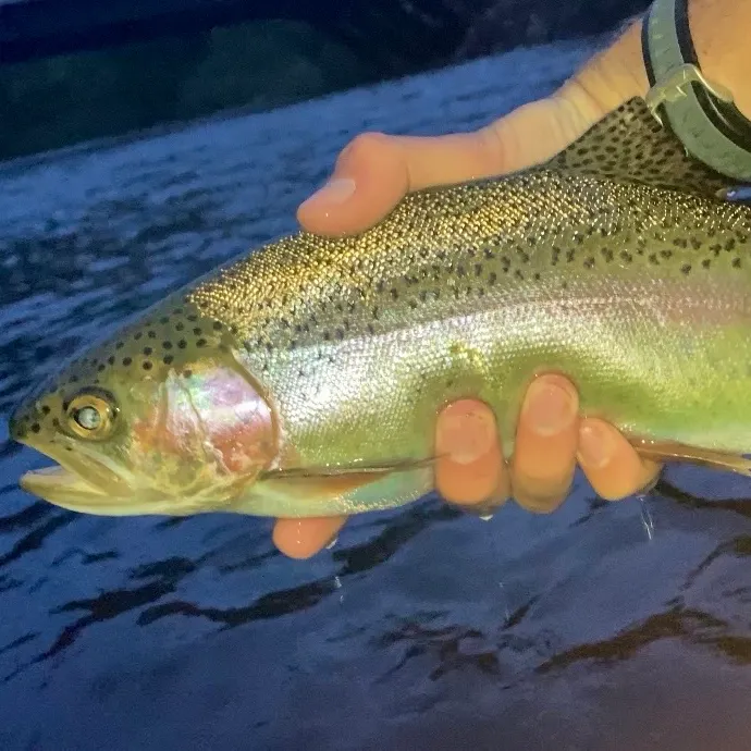 Rainbow trout caught on Fishbrain