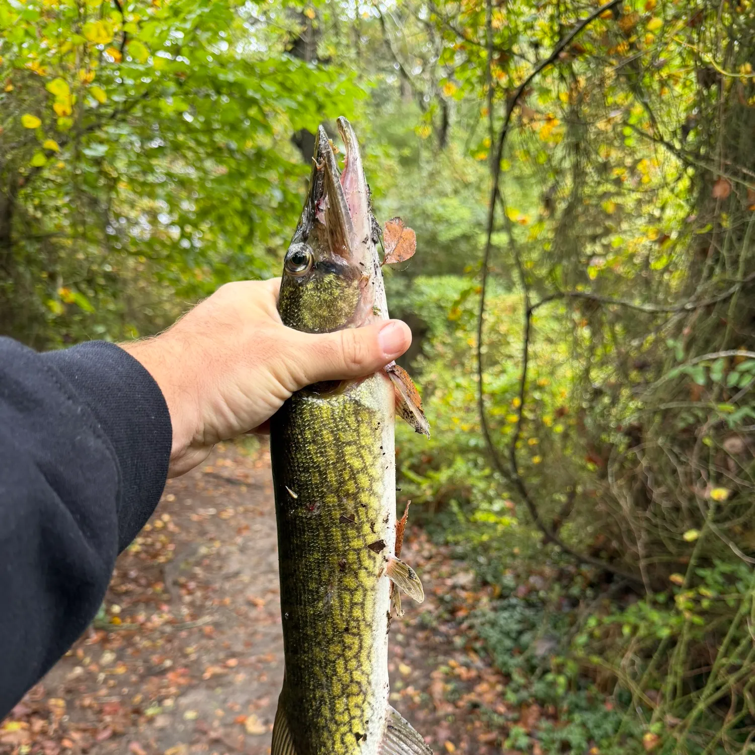 Chain pickerel caught on Fishbrain