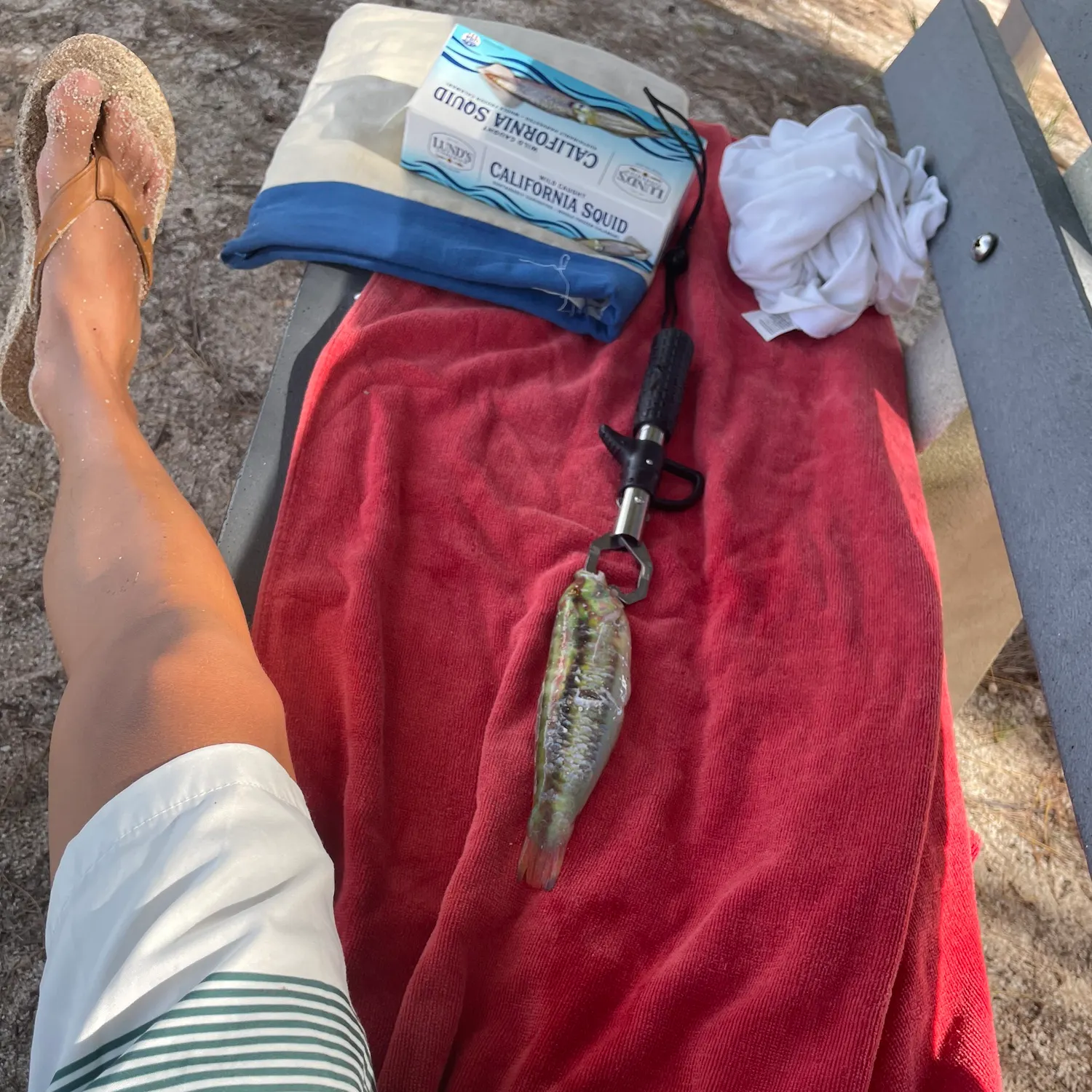 Slippery dick wrasse caught on Fishbrain