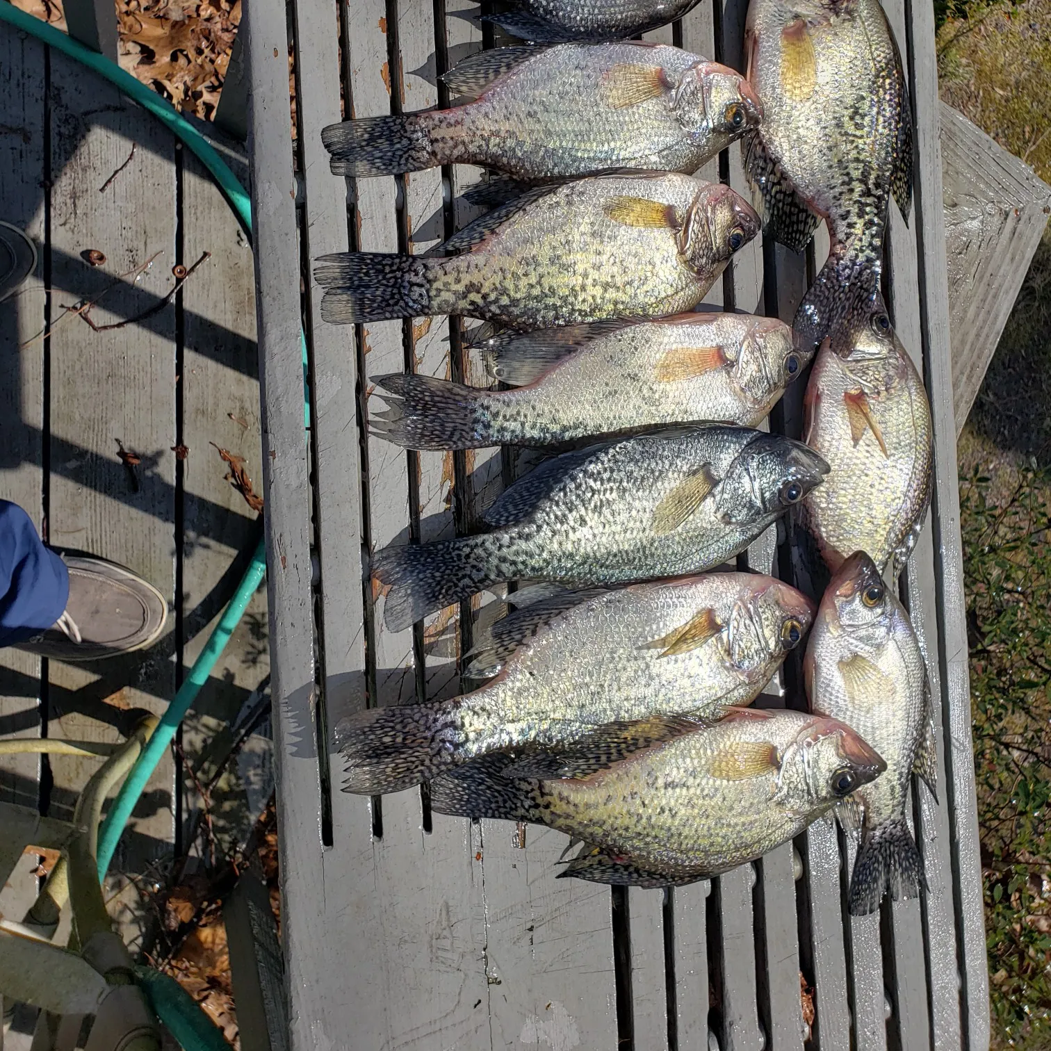 recently logged catches