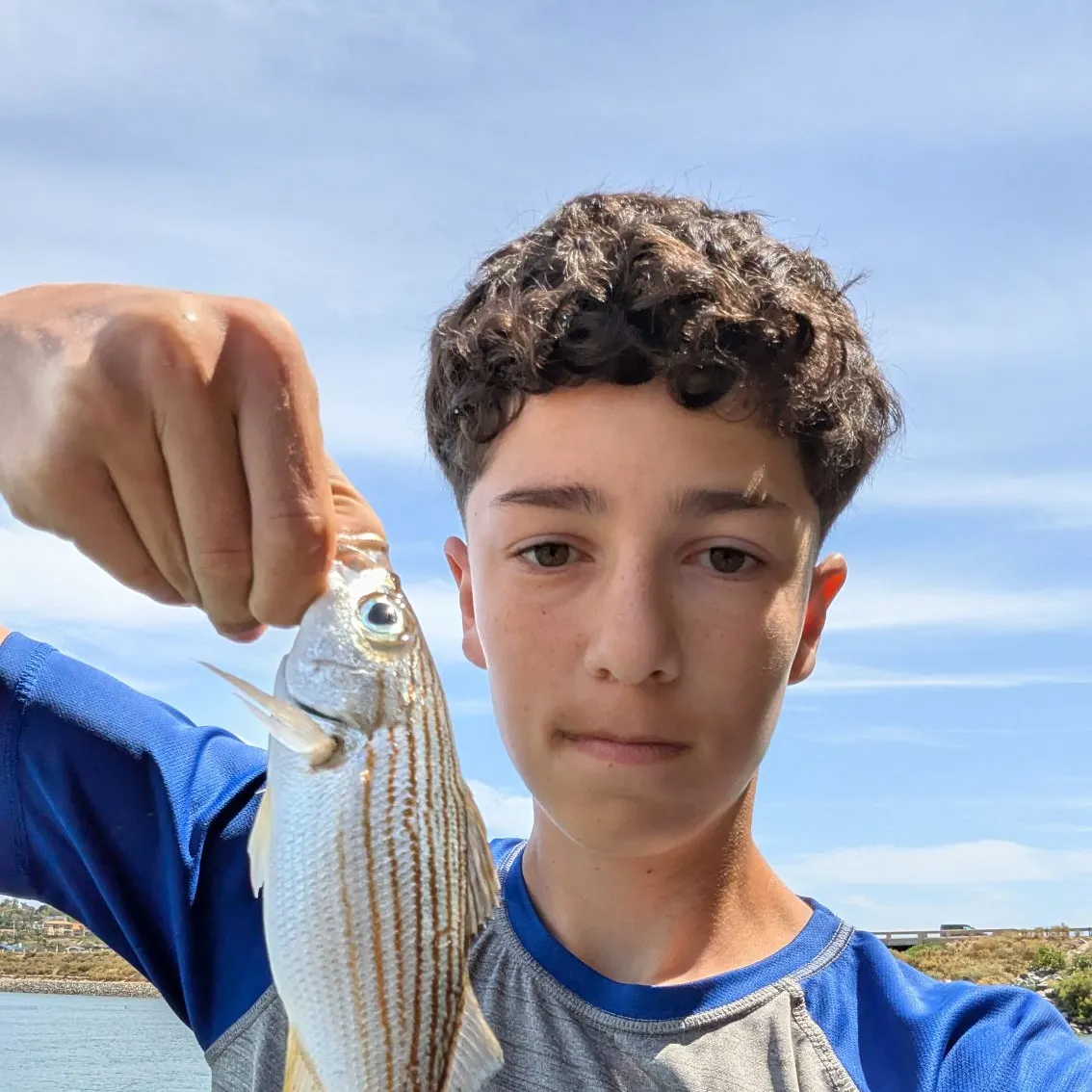 The most recent Salema porgy catches on Fishbrain