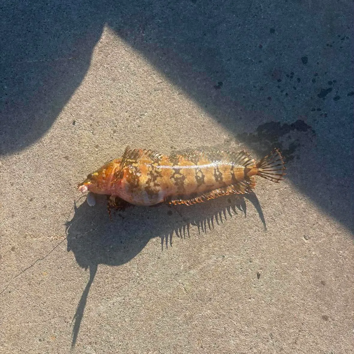 Fish caught on Fishbrain