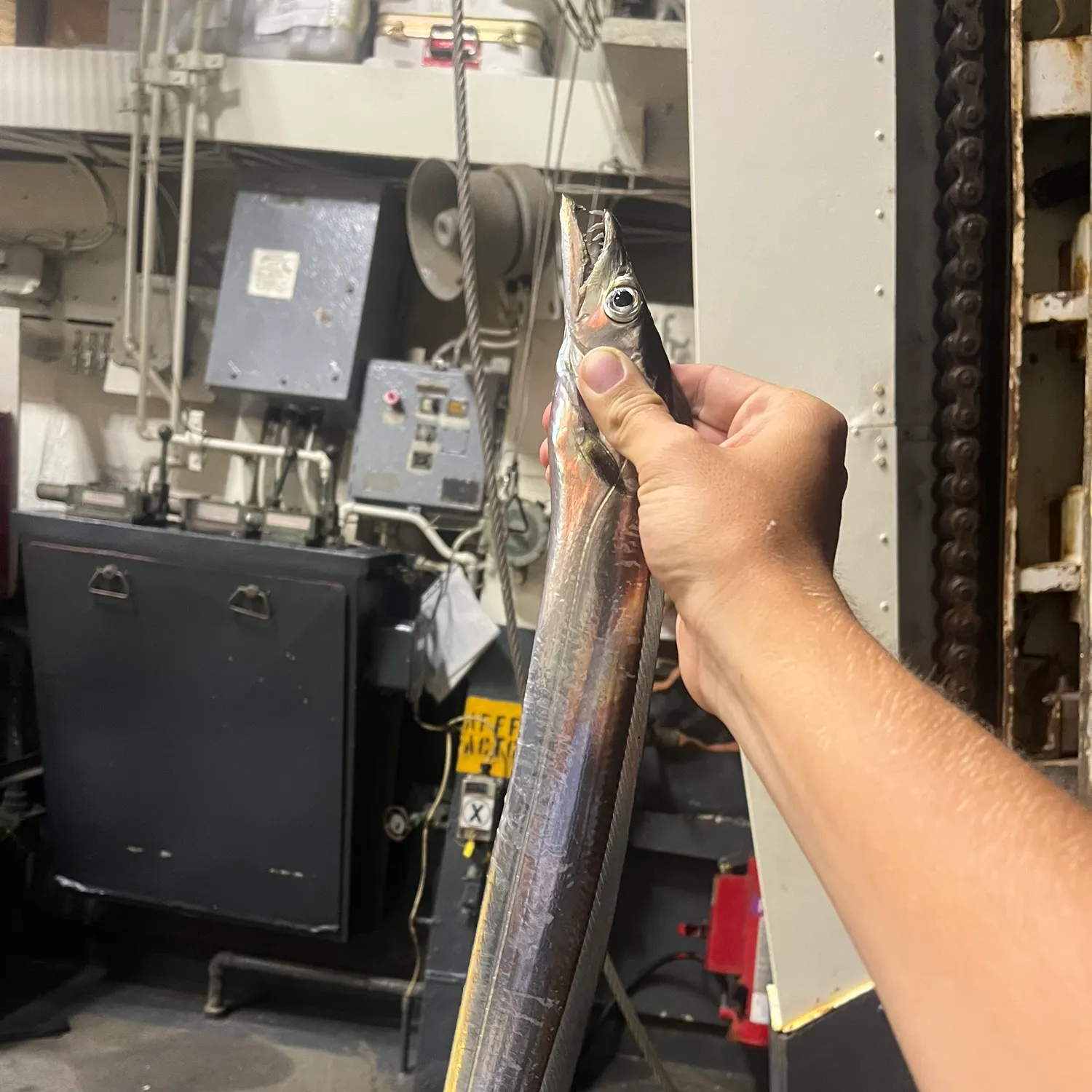The most recent Atlantic cutlassfish catches on Fishbrain