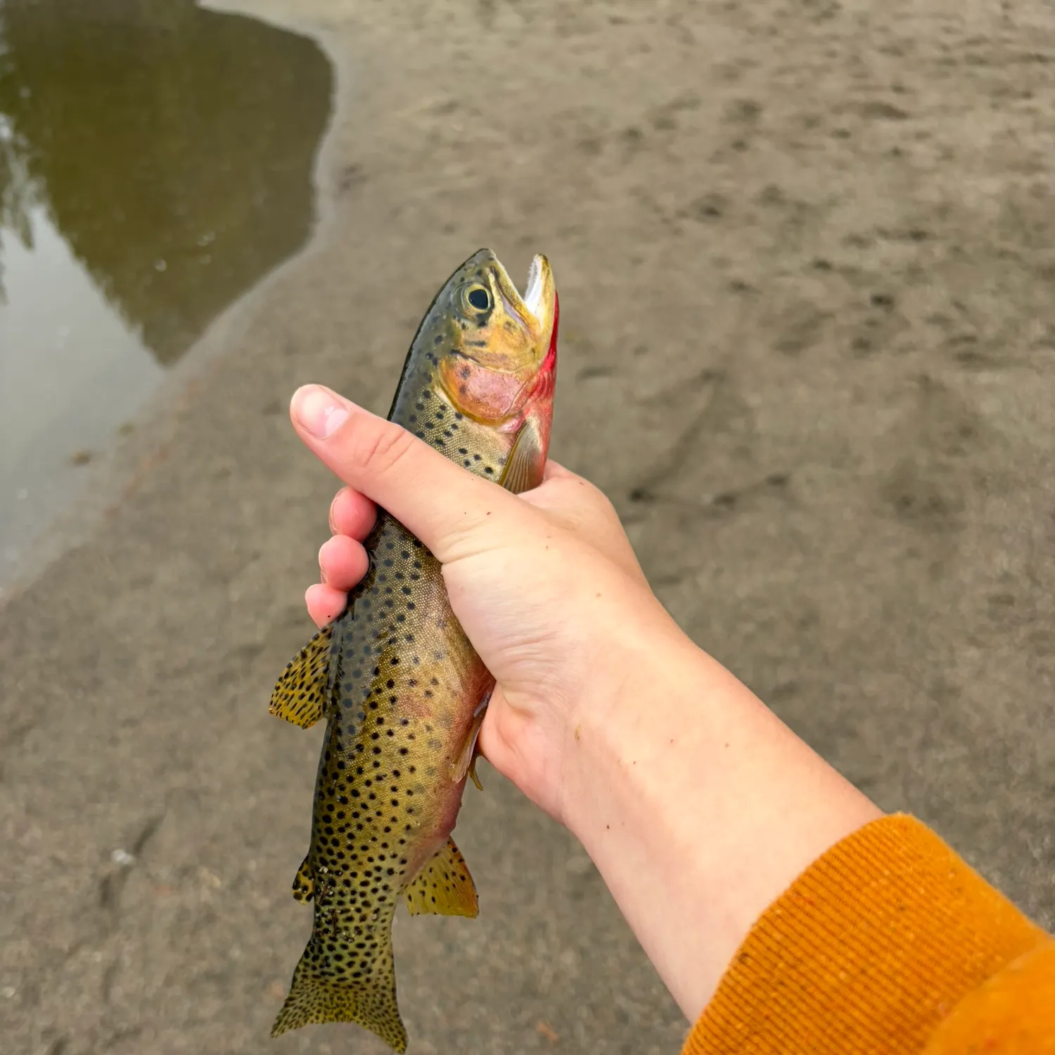 Cutthroat trout caught on Fishbrain